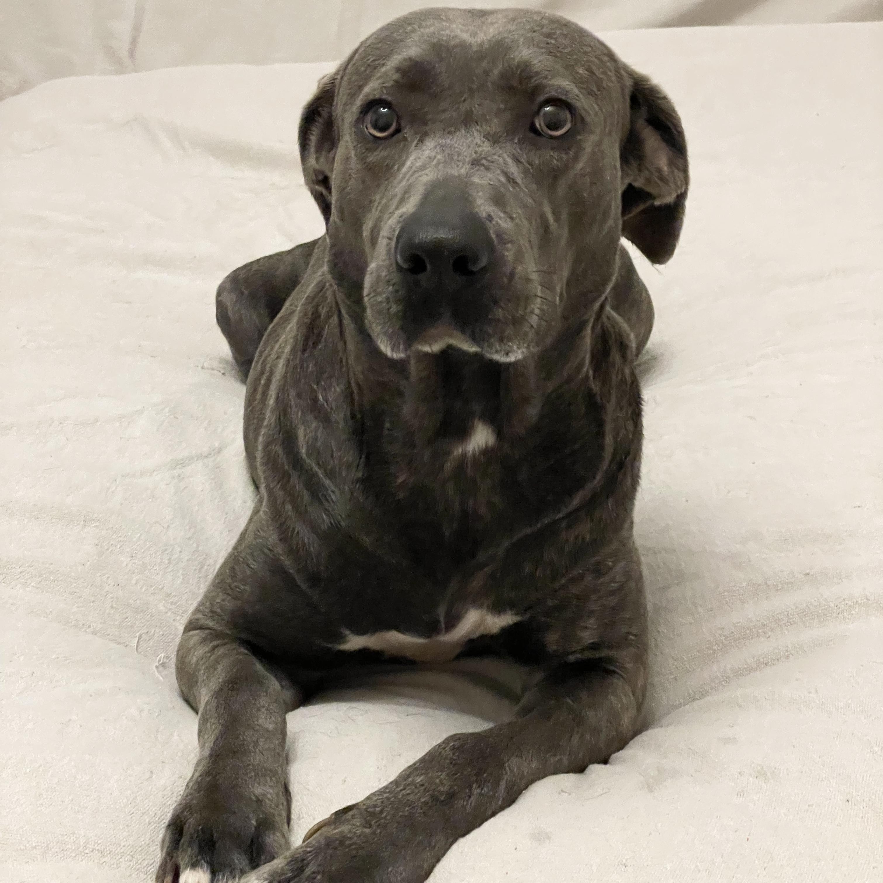 Honey the Angel, a Adoptable mixed breed in West Hartford , CT image 4/6