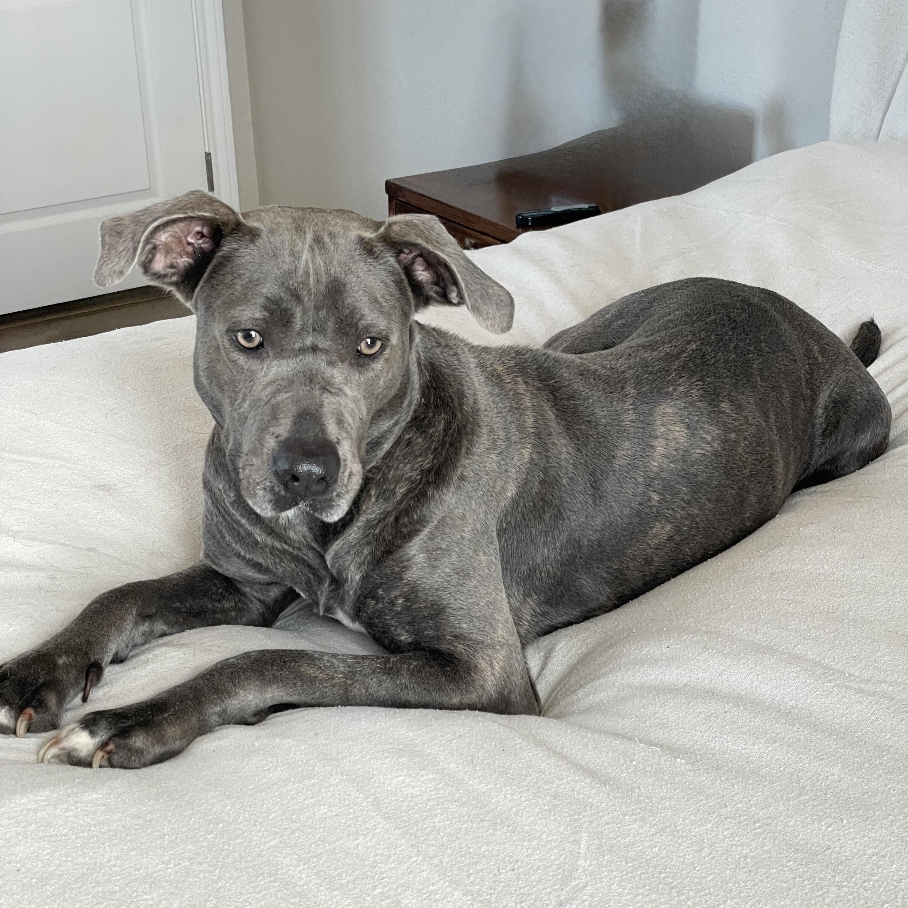 Honey the Angel, a Adoptable mixed breed in West Hartford , CT image 5/6