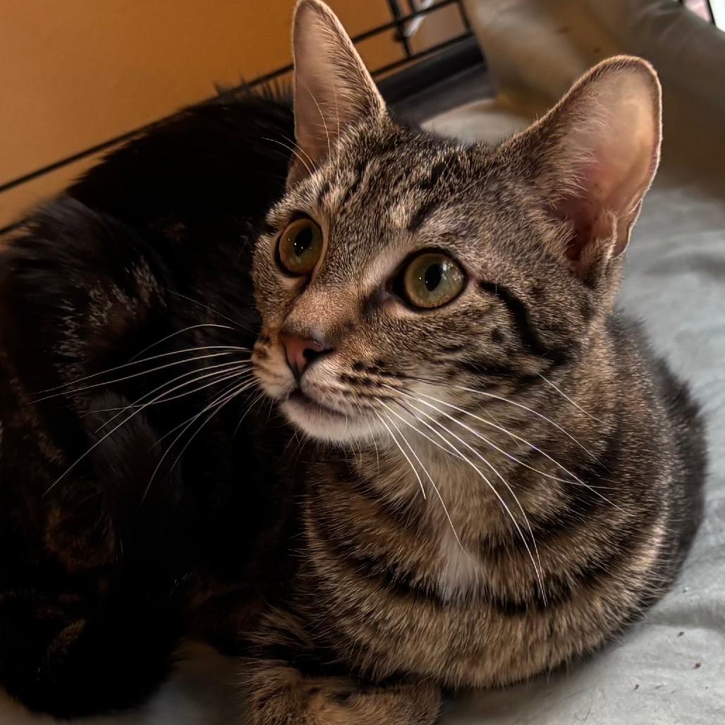 Polly — thumbnail 3