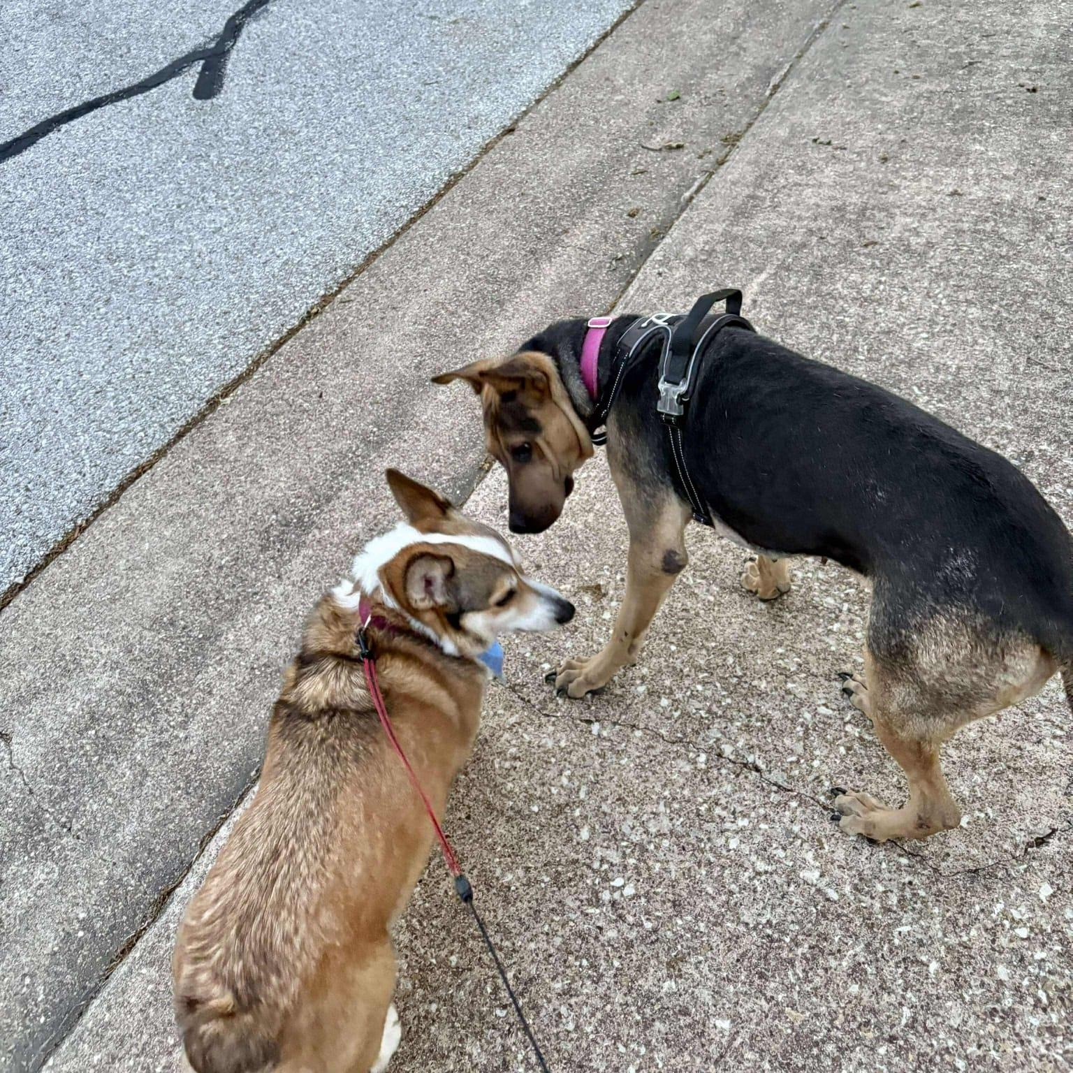 Enlarge Elora, a Adoptable mixed breed in Yonkers, NY image 2/6