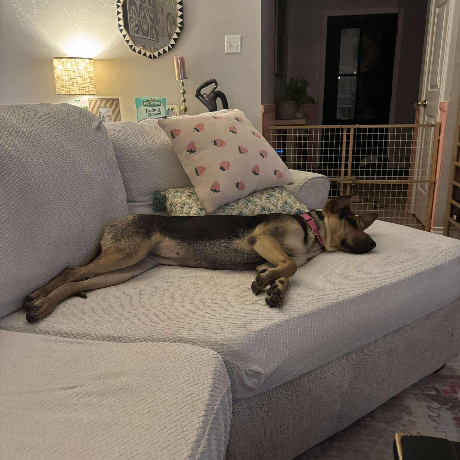 Enlarge Elora, a Adoptable mixed breed in Yonkers, NY image 5/6