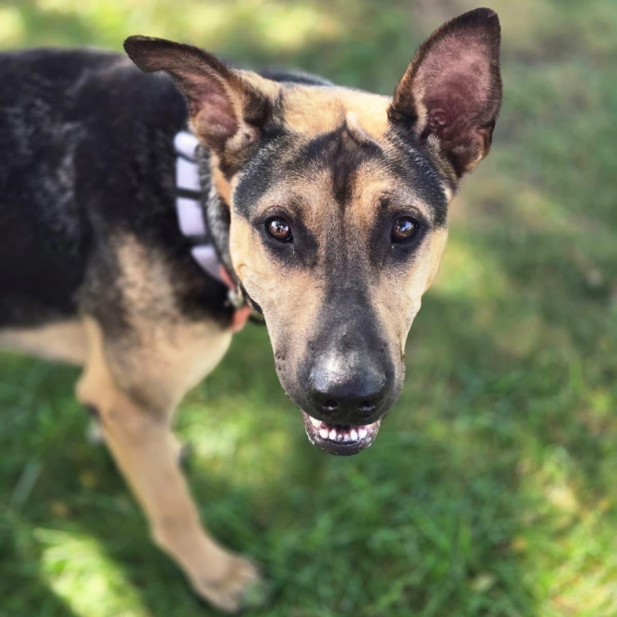 Enlarge Elora, a Adoptable mixed breed in Yonkers, NY image 3/6