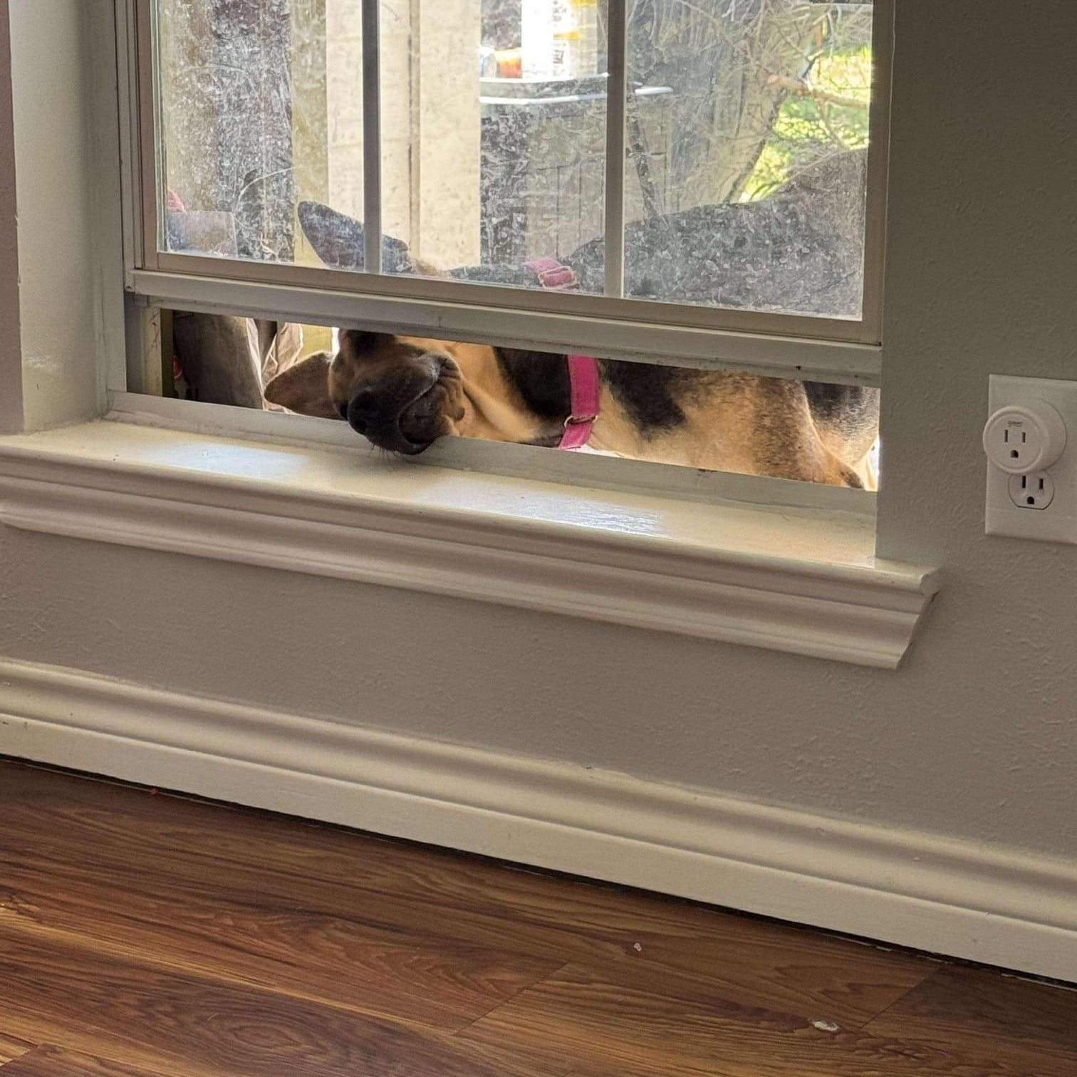 Elora, Adoptable, Adult Female Shar-Pei & German Shepherd Dog.