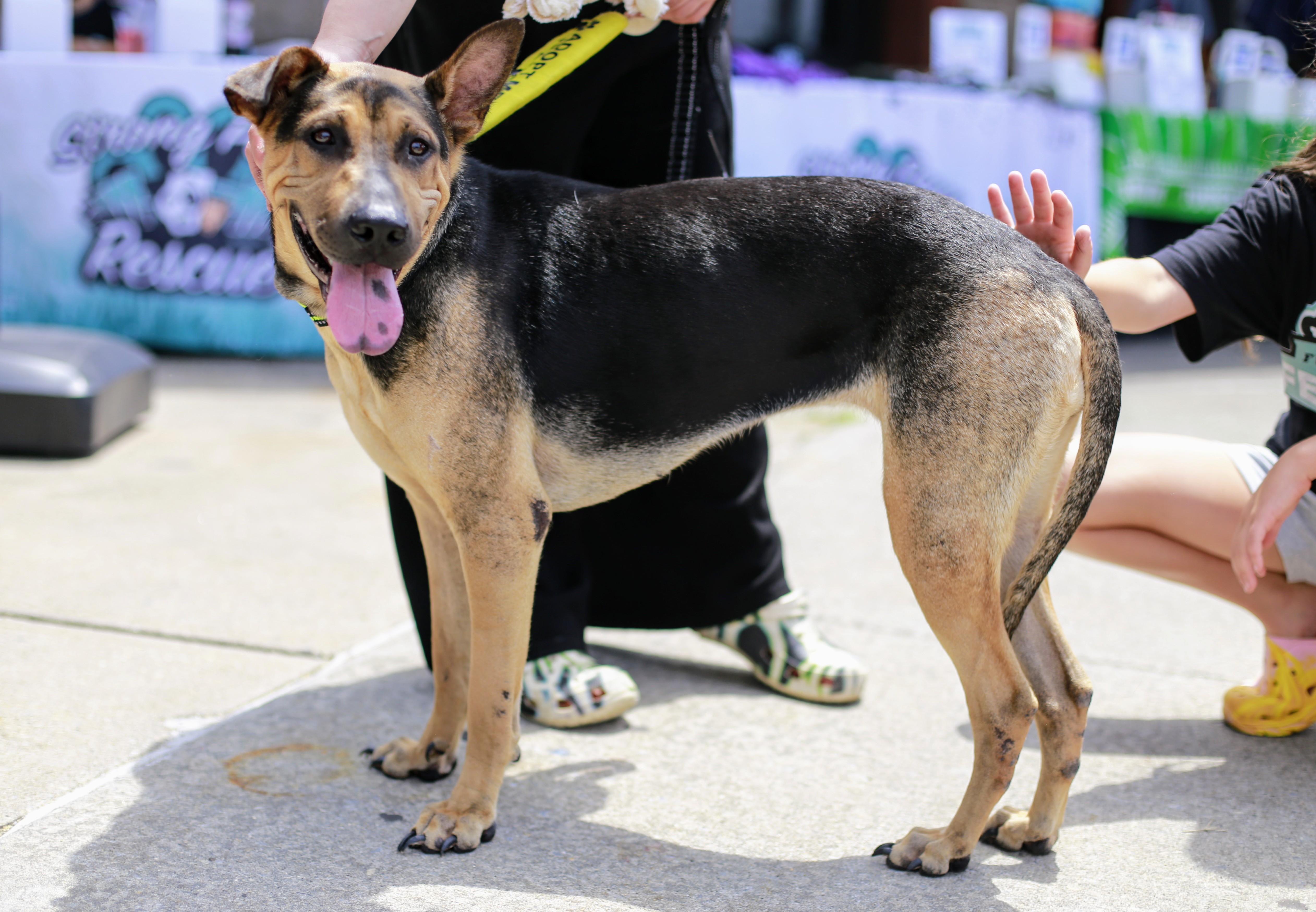 Enlarge Elora, a Adoptable mixed breed in Yonkers, NY image 4/6