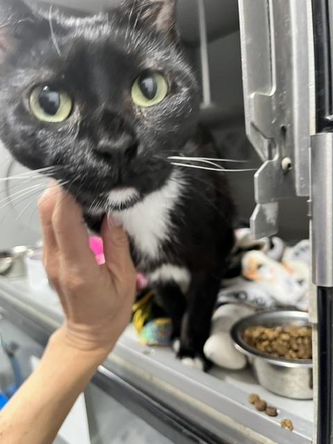 Enlarge Molly, a Adoptable Domestic Short Hair in Anoka, MN image 1/1
