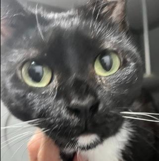 Molly, Adoptable, Adult Female Domestic Short Hair.