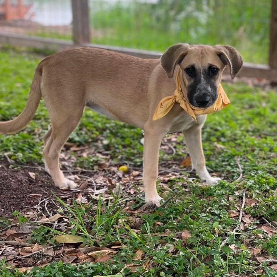Enlarge Monday, a ADOPTABLE Mixed Breed in Lockhart, TX image 3/4