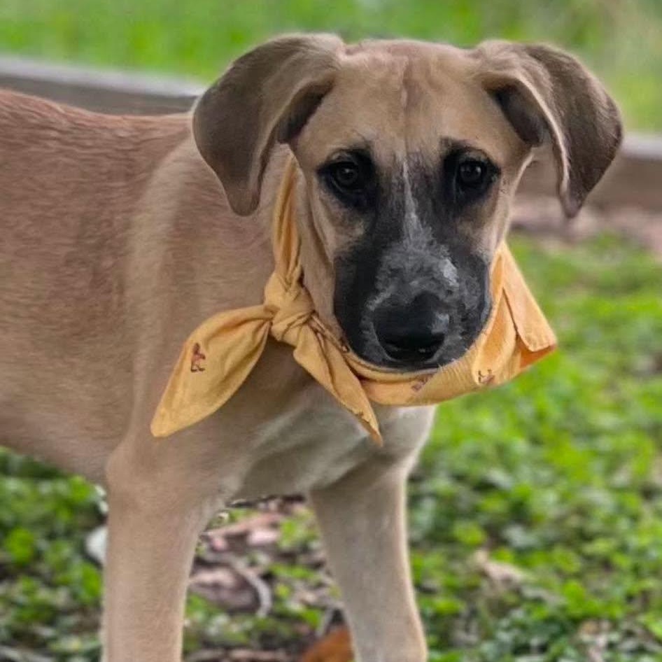 Enlarge Monday, a ADOPTABLE Mixed Breed in Lockhart, TX image 2/4
