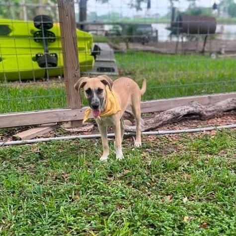 Enlarge Monday, a ADOPTABLE Mixed Breed in Lockhart, TX image 4/4