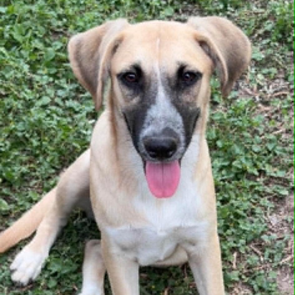 Enlarge Monday, a ADOPTABLE Mixed Breed in Lockhart, TX image 1/4
