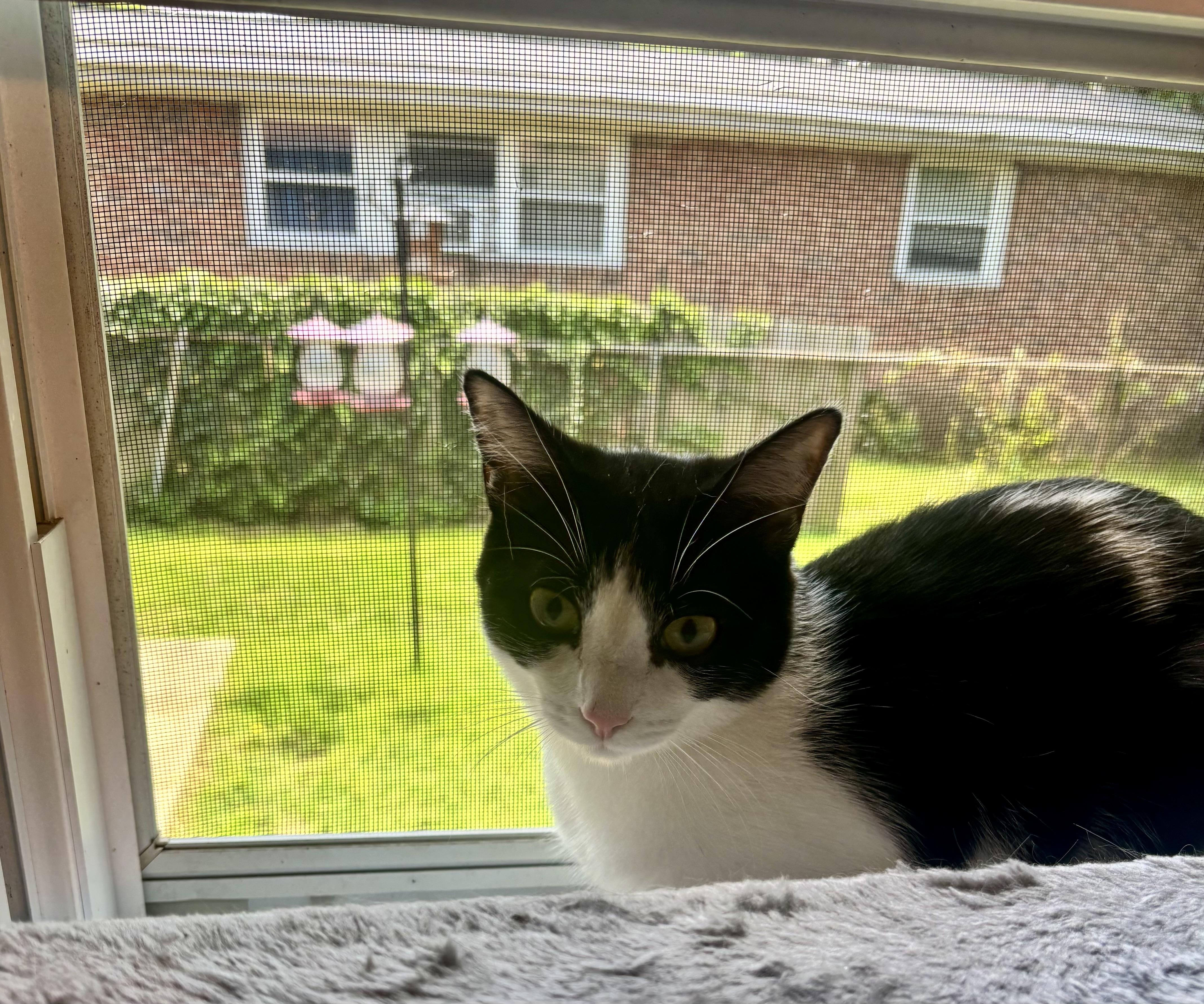 Fluffy, Adoptable, Young Female Domestic Short Hair.