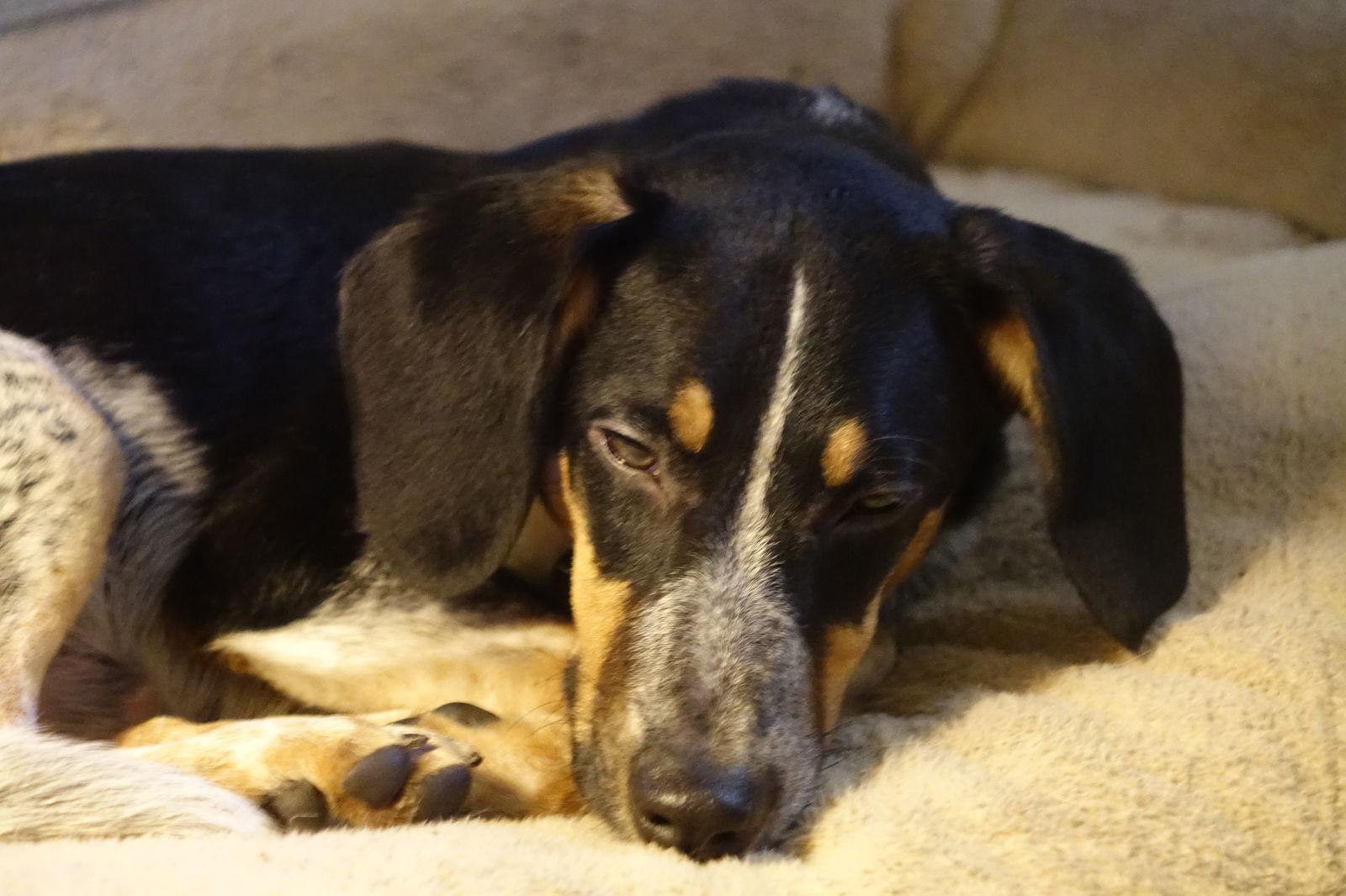 Jason, Adopted, Young Male Beagle.