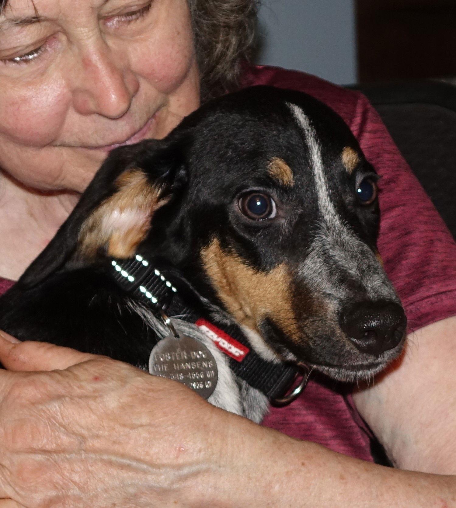 Enlarge Jason, a Adopted Beagle in Doylestown, PA image 2/3