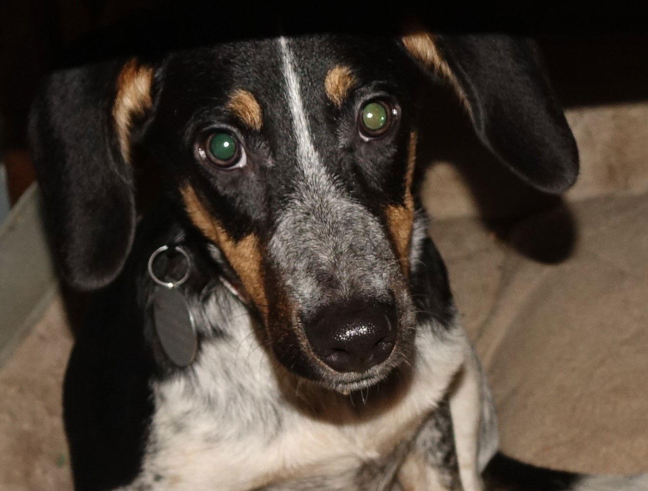 Enlarge Jason, a Adopted Beagle in Doylestown, PA image 3/3