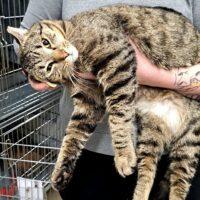 GOLDS, Adoptable, Young Male Domestic Short Hair.