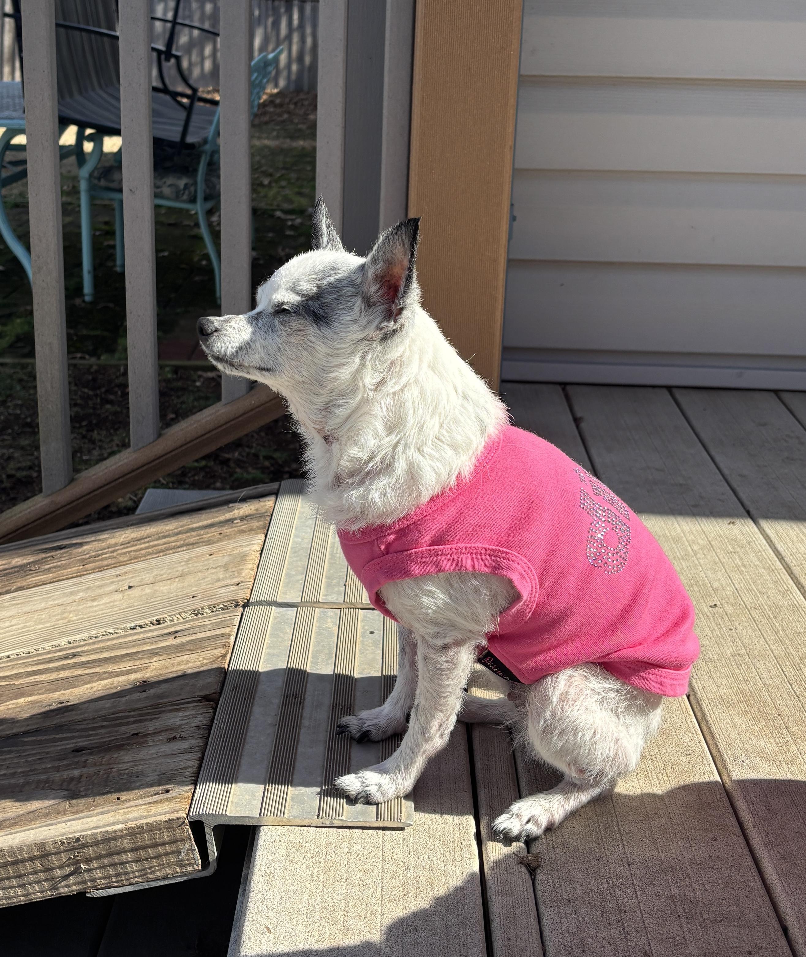 Enlarge Little Bit, an adopted Chihuahua in El Dorado, KS image 6/6