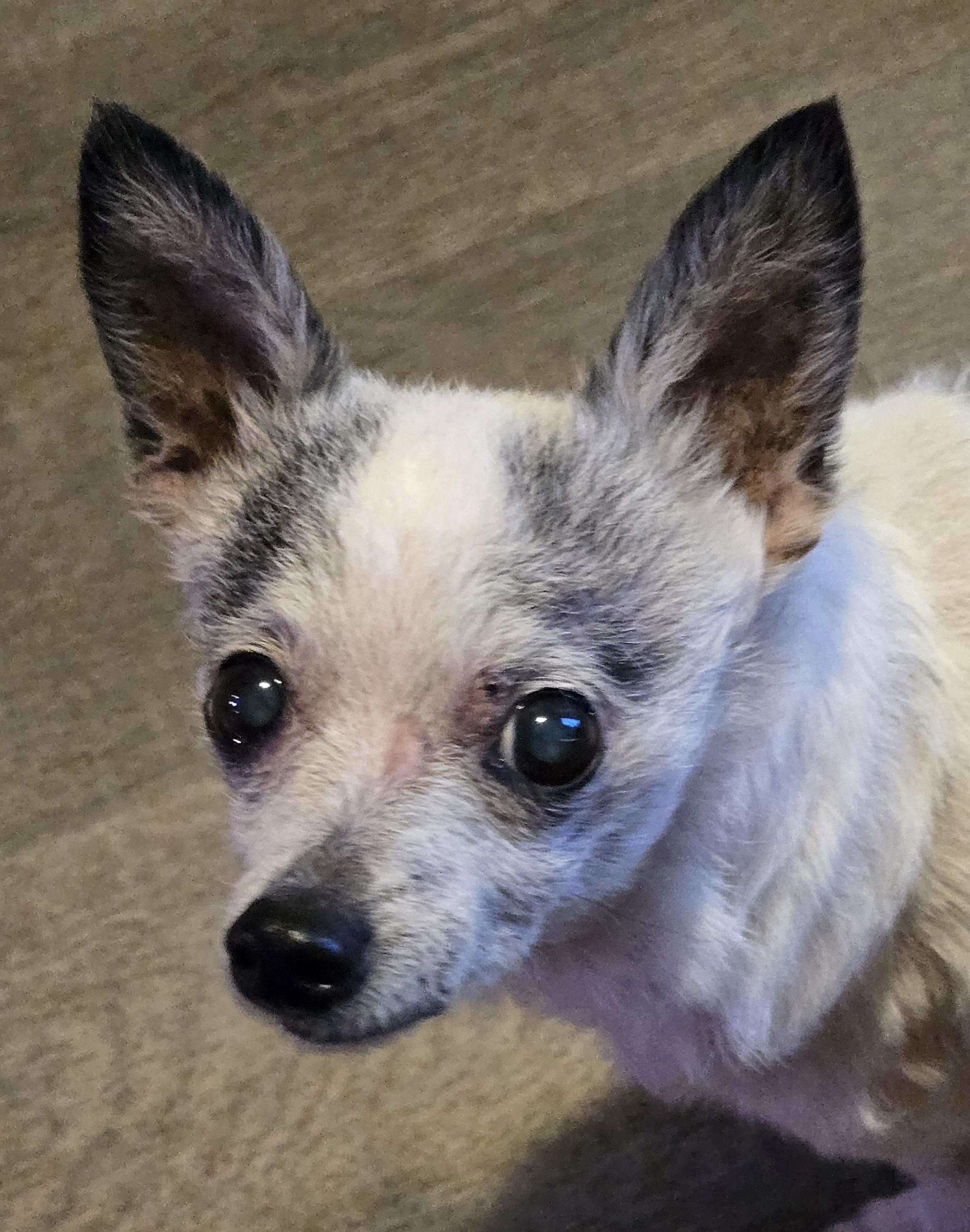 Enlarge Little Bit, an adopted Chihuahua in El Dorado, KS image 4/6