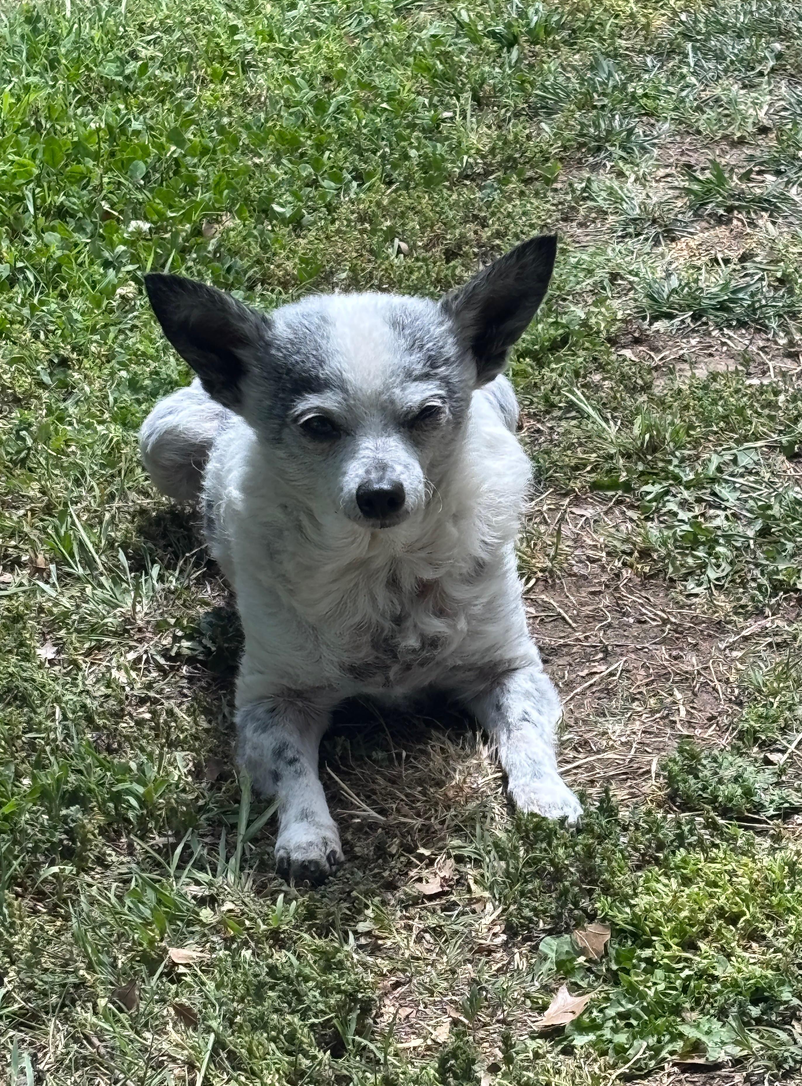 Enlarge Little Bit, an adopted Chihuahua in El Dorado, KS image 3/6
