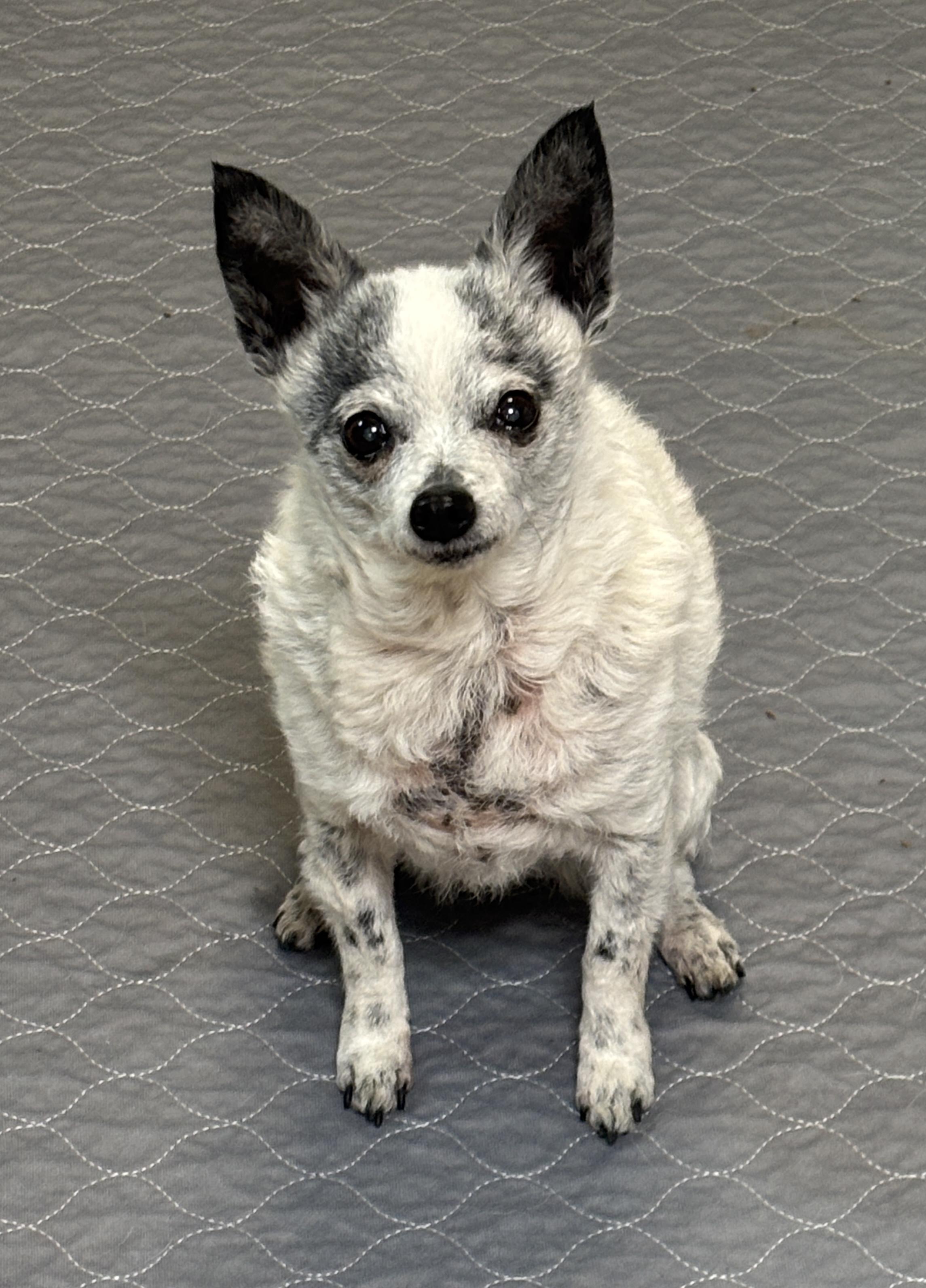 Enlarge Little Bit, an adopted Chihuahua in El Dorado, KS image 5/6