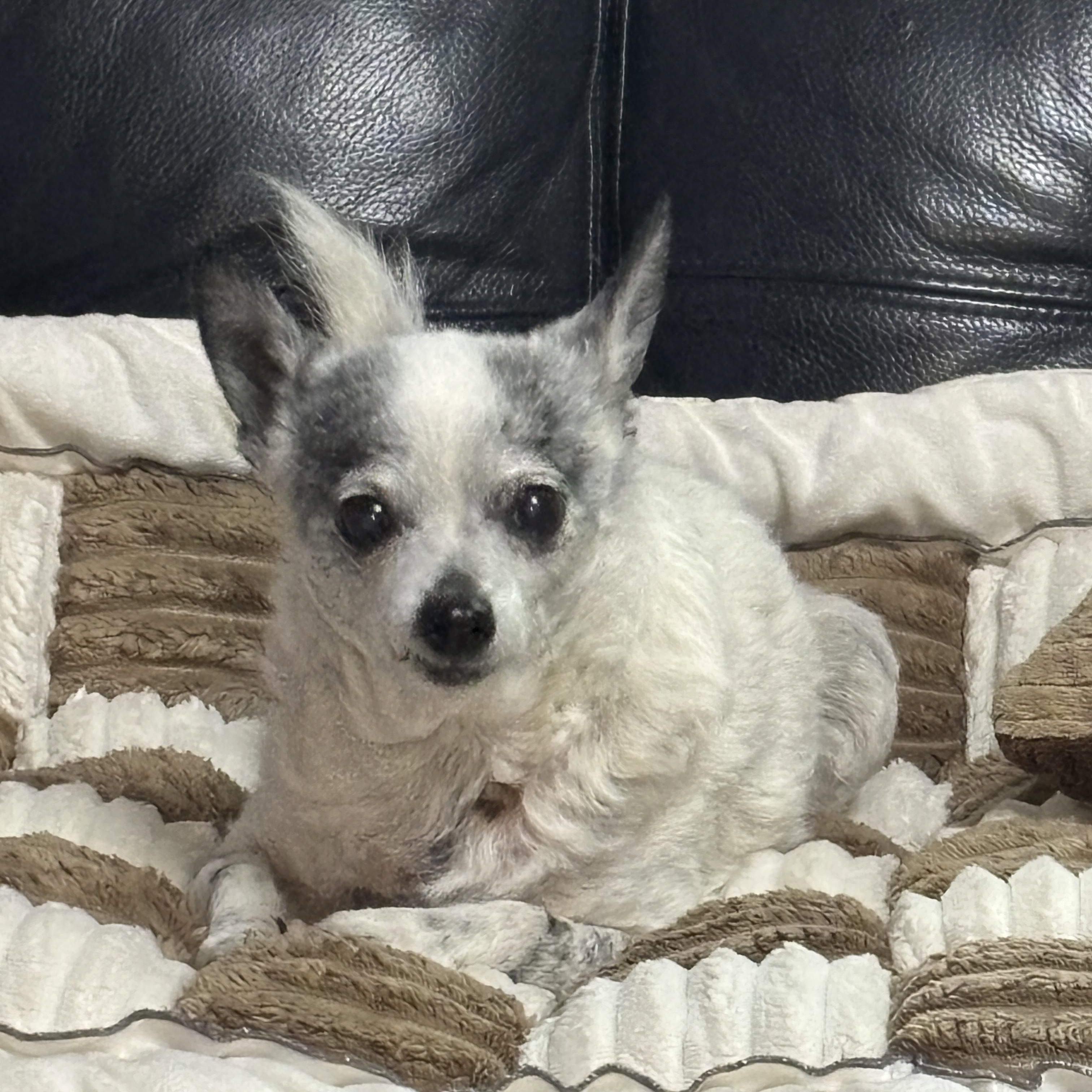 Little Bit, adopted, Senior Female Chihuahua.