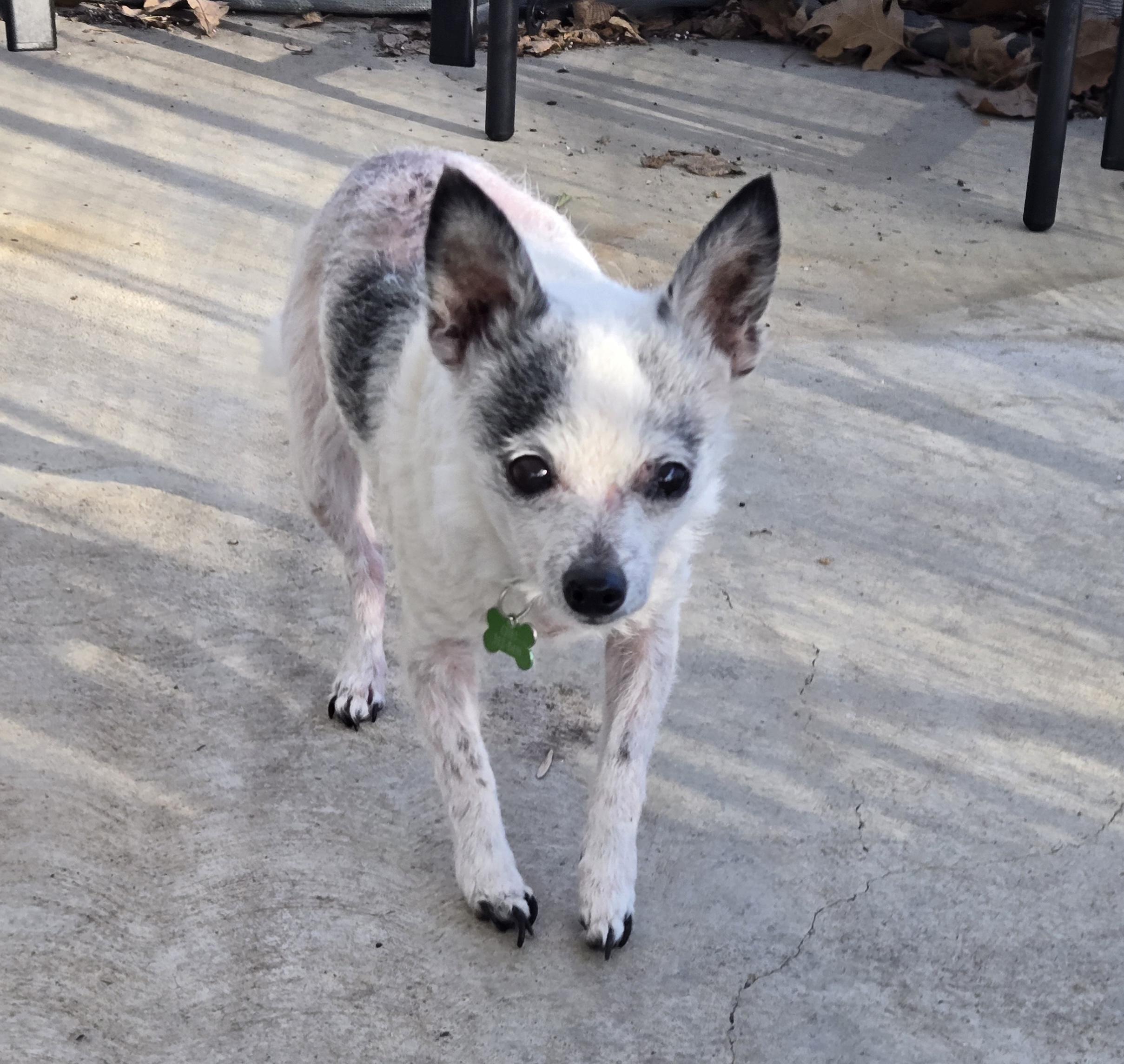 Enlarge Little Bit, an adopted Chihuahua in El Dorado, KS image 2/6
