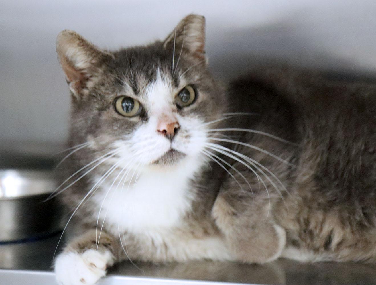 Enlarge Oscar (AO35872), a ADOPTABLE Domestic Short Hair in Merriam, KS image 2/2