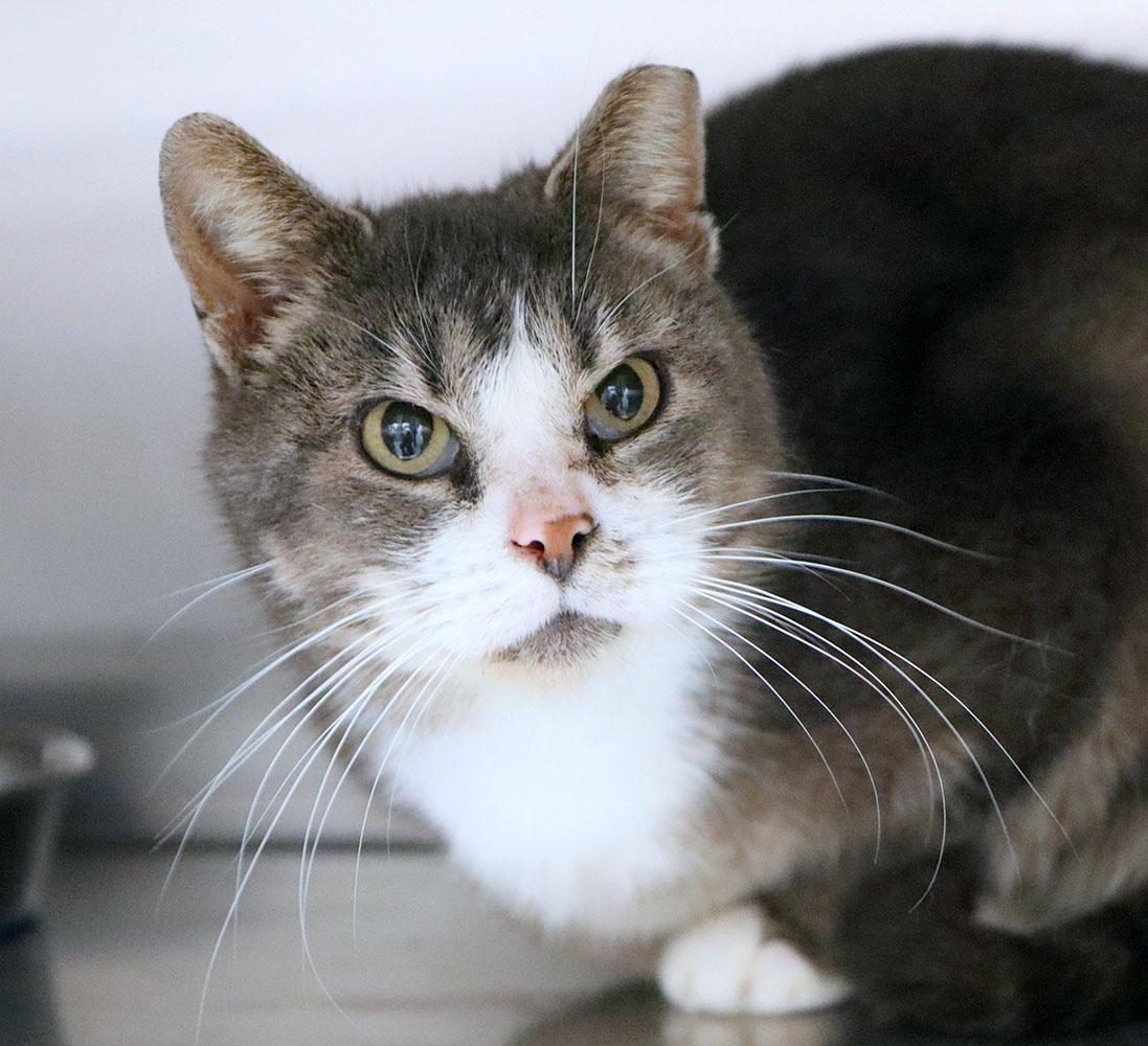 Oscar (AO35872), ADOPTABLE, Adult Male Domestic Short Hair.