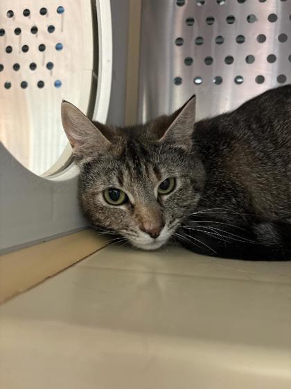 Miss Reggie, Adoptable, Young Female Domestic Short Hair & Domestic Short Hair.