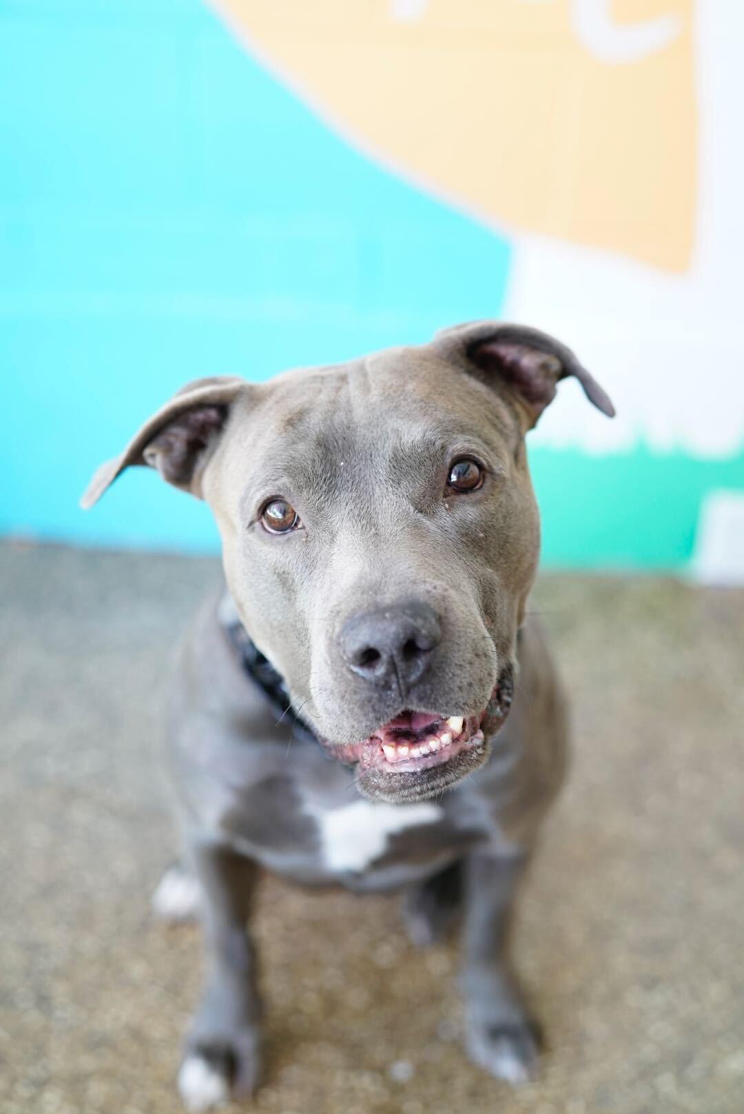 Blue , Adoptable, Adult Male American Bully & Pit Bull Terrier.