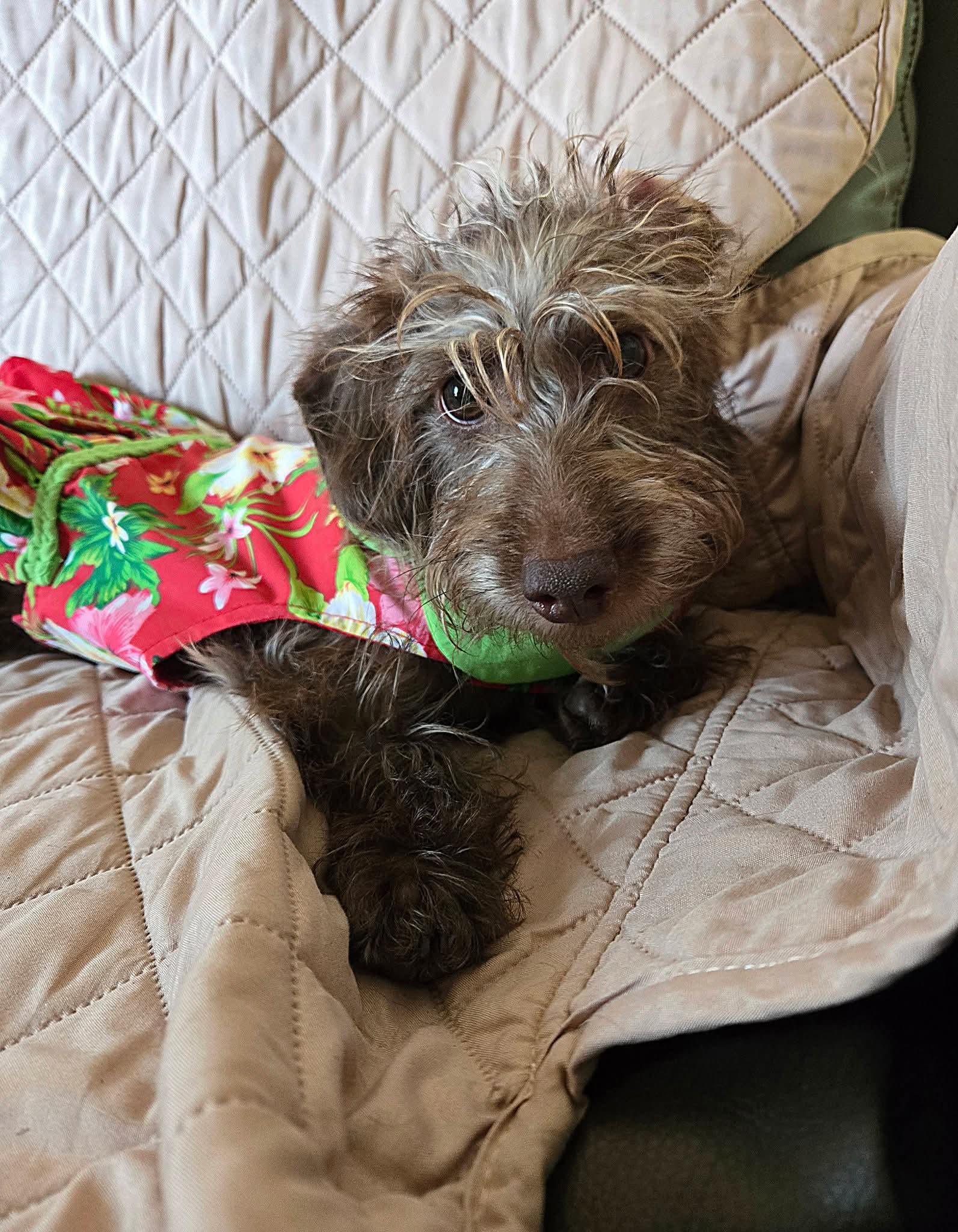 Cricket, adopted, Puppy Male Dachshund & Poodle.