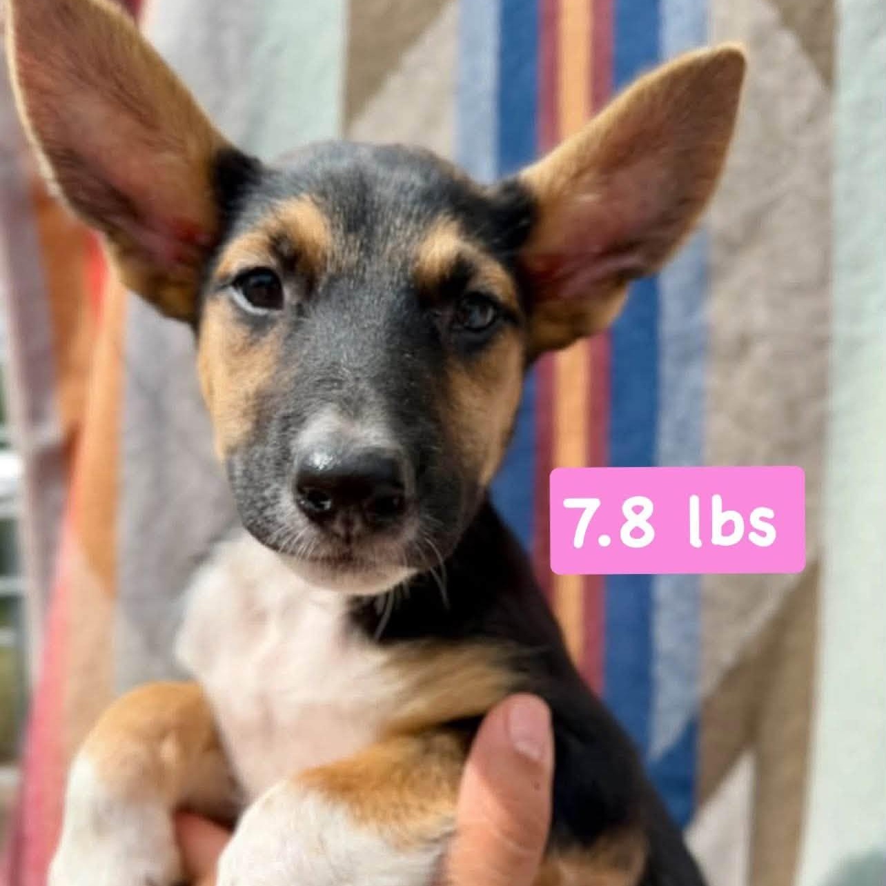 Bonnie, a ADOPTABLE mixed breed in Traverse City, MI image 2/2