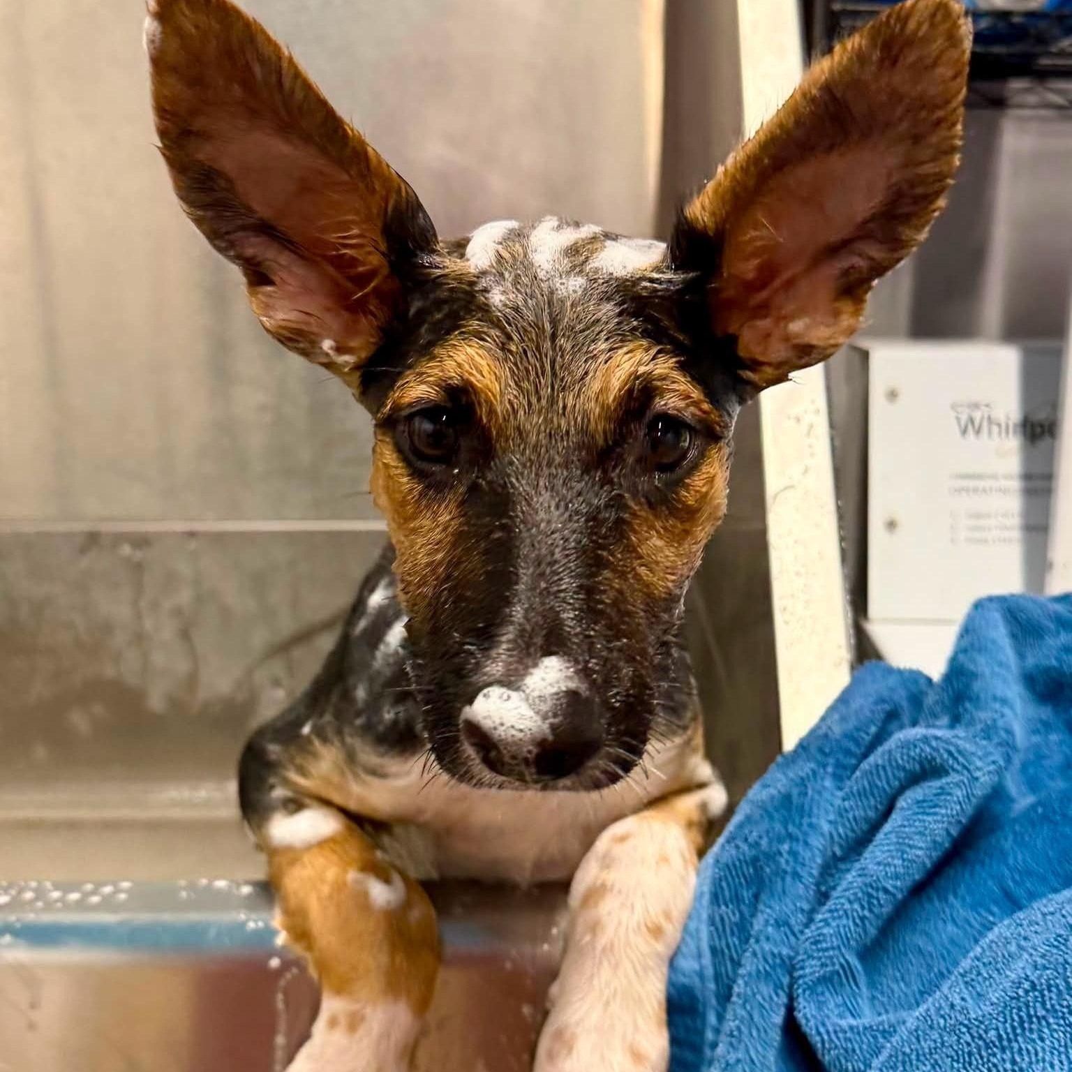 Bonnie, a ADOPTABLE mixed breed in Traverse City, MI image 1/2