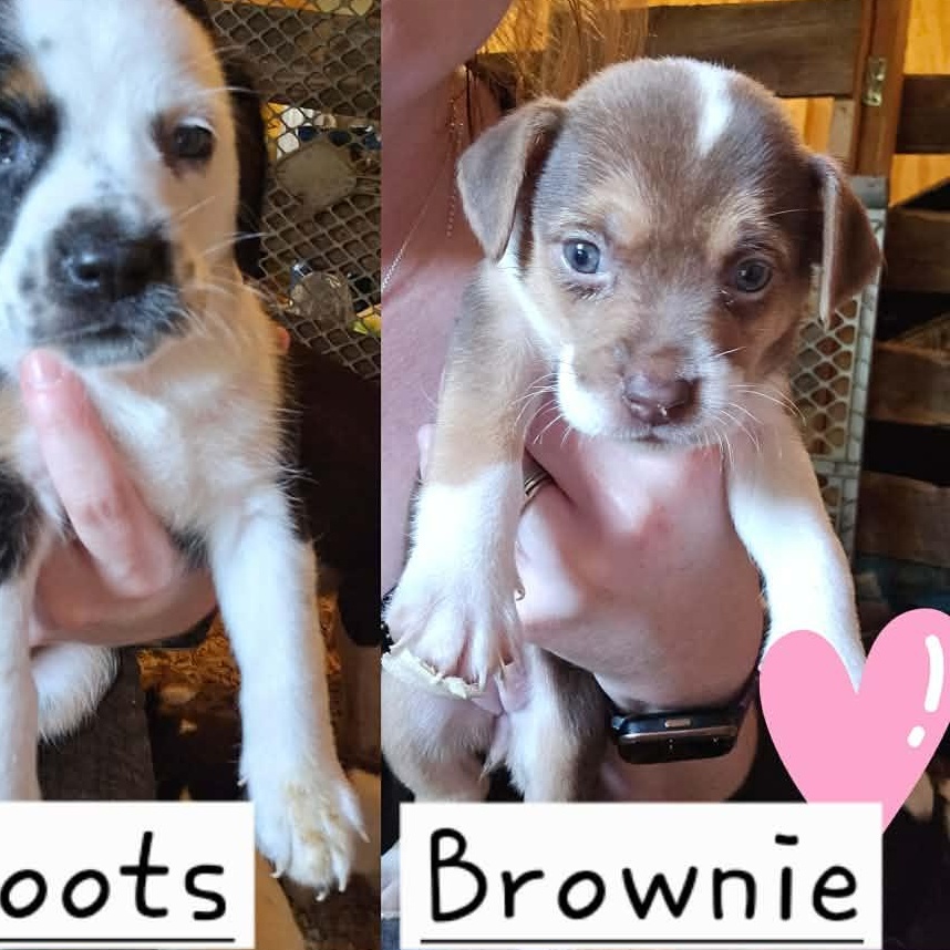 Brownie, Adopted, Puppy Female Hound & Pit Bull Terrier.