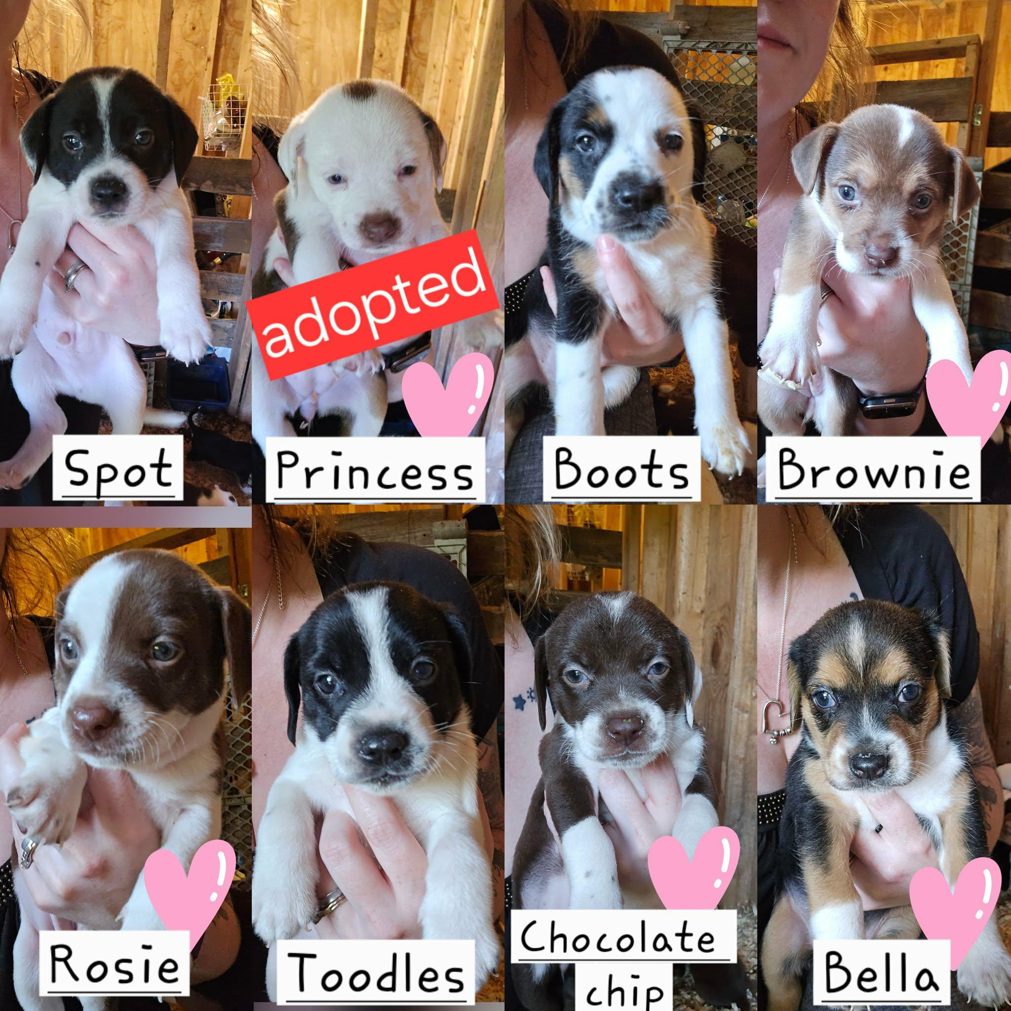Enlarge Brownie, a Adopted mixed breed in Newark valley, NY image 6/6