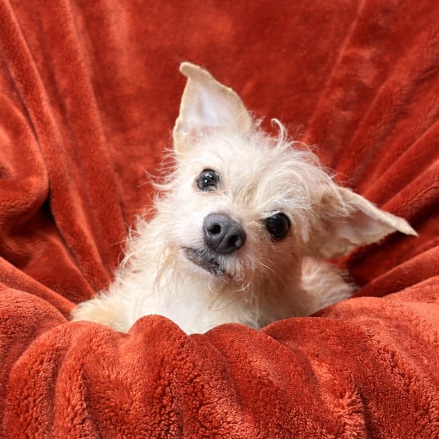 Enlarge Sissy, a Adoptable mixed breed in Fresno, CA image 1/4