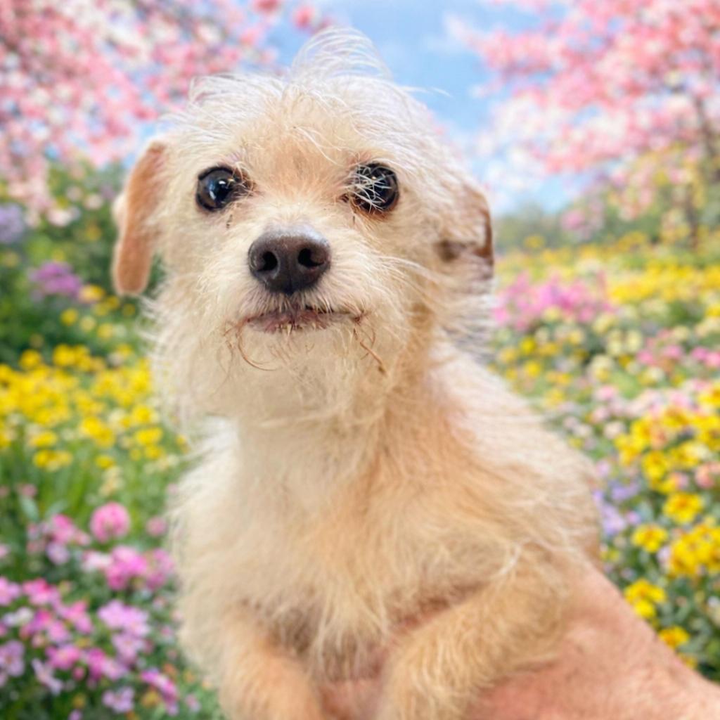 Enlarge Sissy, a Adoptable mixed breed in Fresno, CA image 2/4