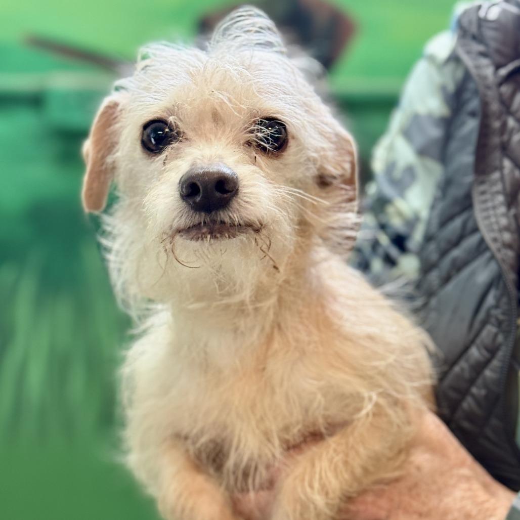 Enlarge Sissy, a Adoptable mixed breed in Fresno, CA image 3/4