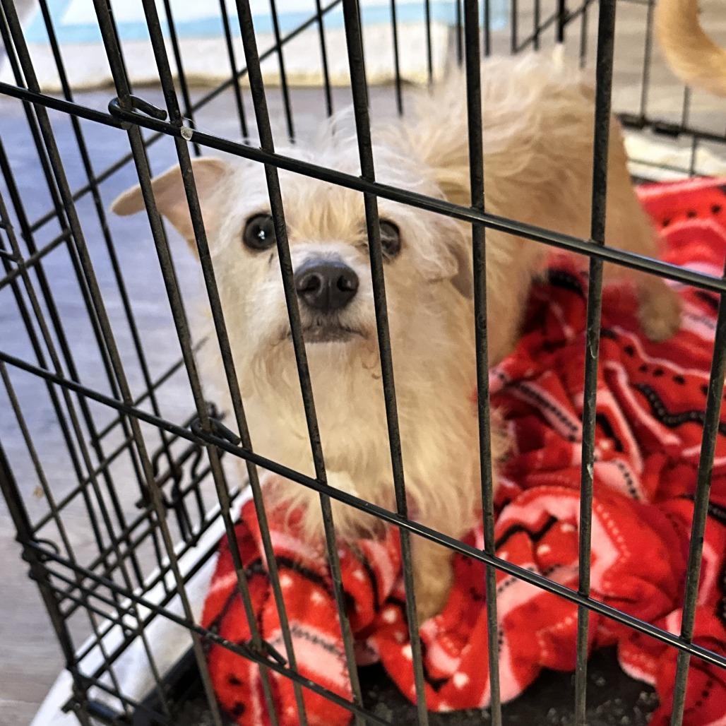 Enlarge Sissy, a Adoptable mixed breed in Fresno, CA image 4/4