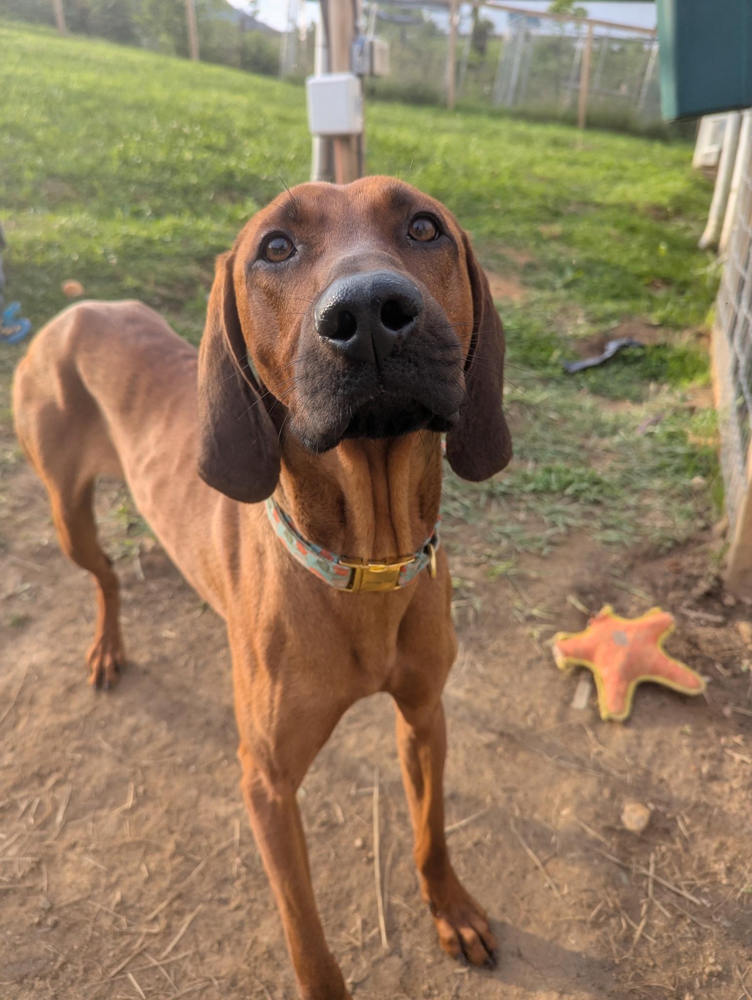 Stonewall, Young Male Hound