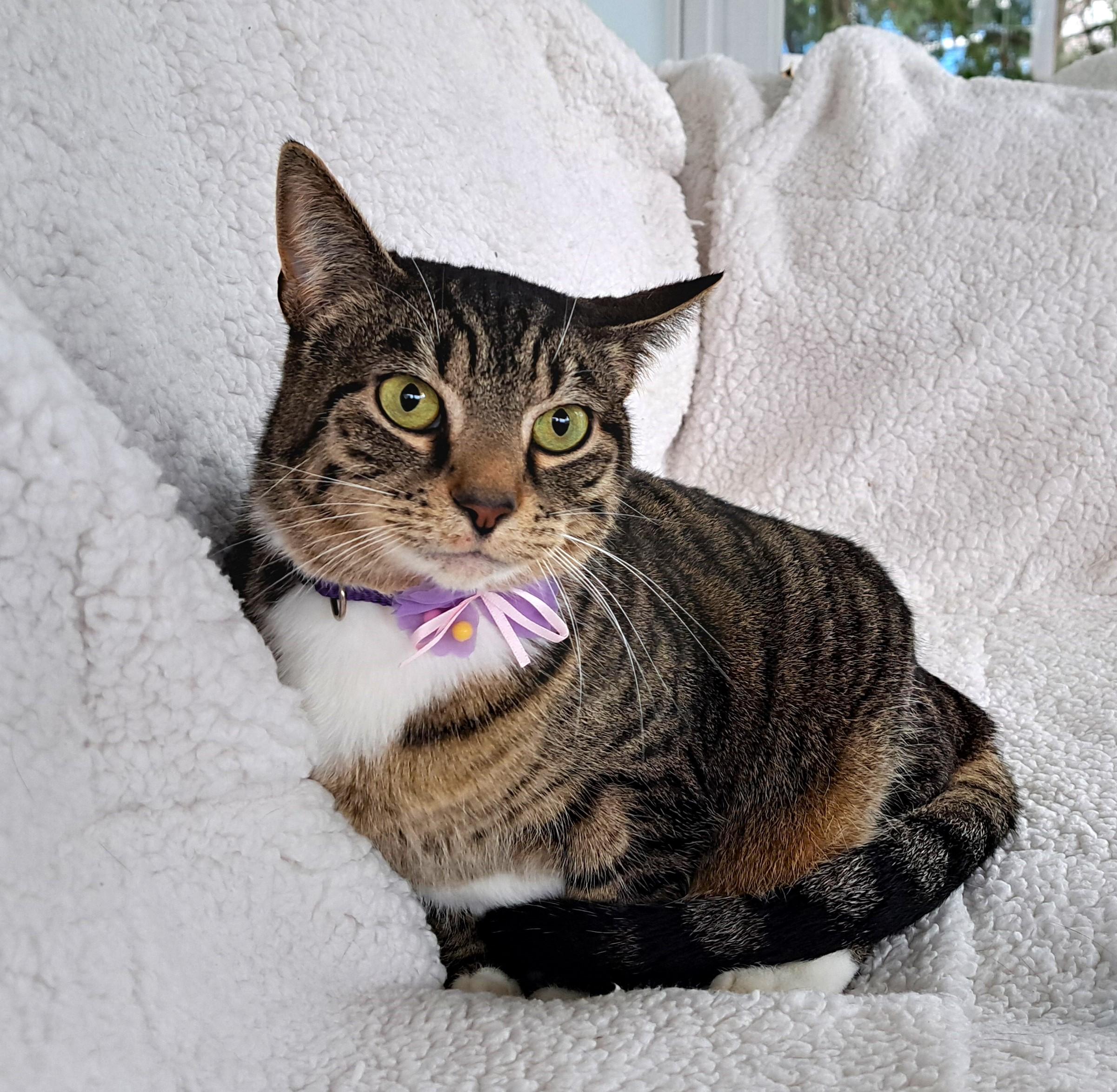 Anna, Adult Female Tabby