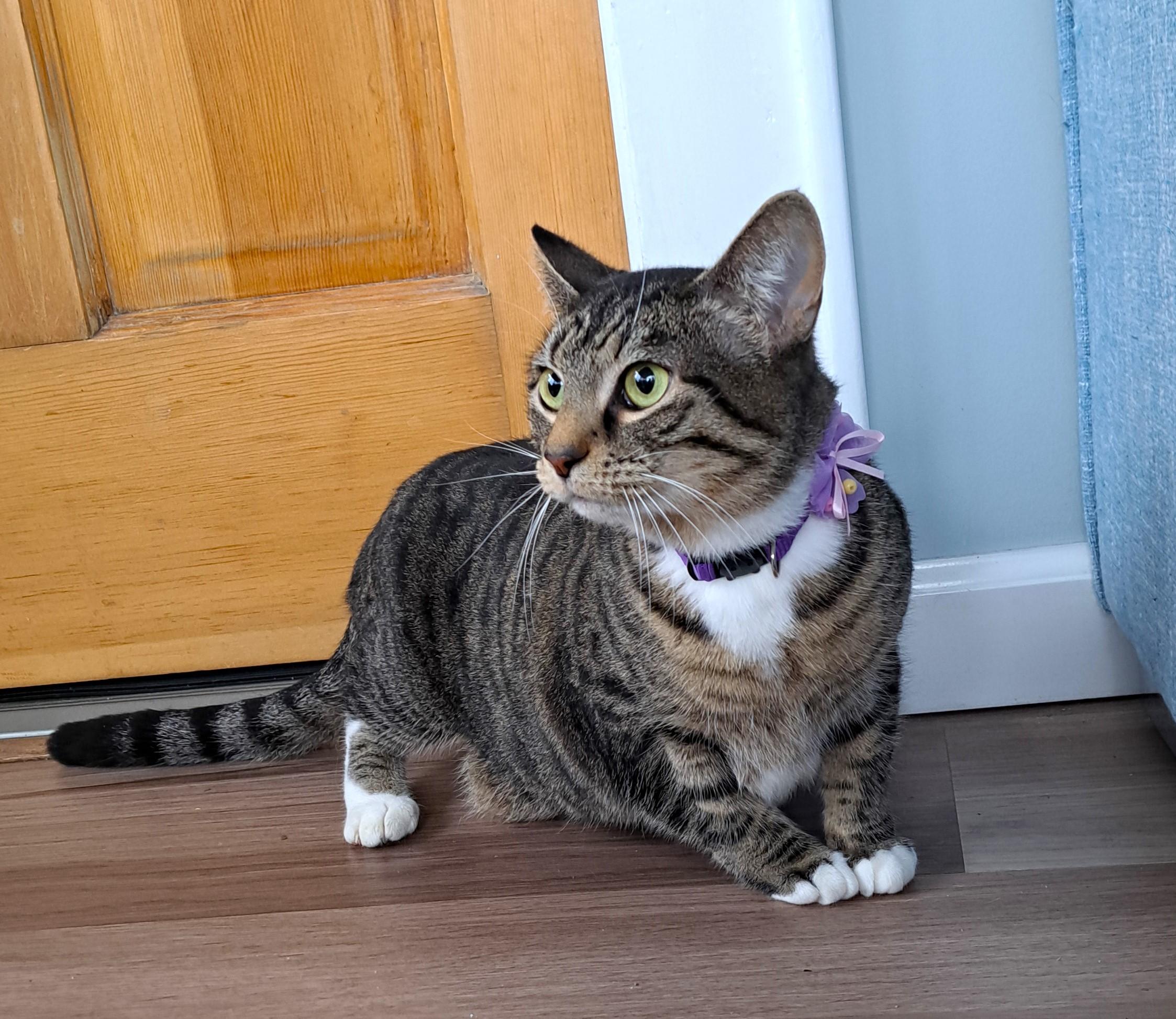 Anna, a Adoptable Tabby in Columbus , OH image 4/6