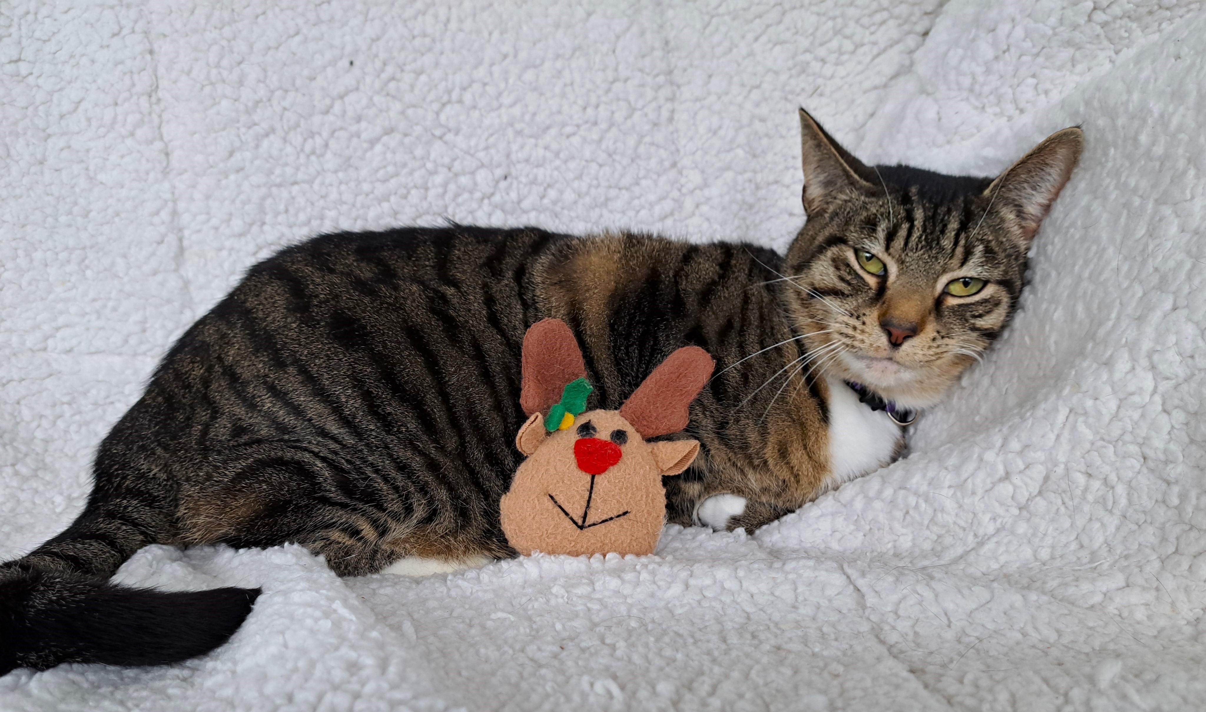 Anna, a Adoptable Tabby in Columbus , OH image 5/6