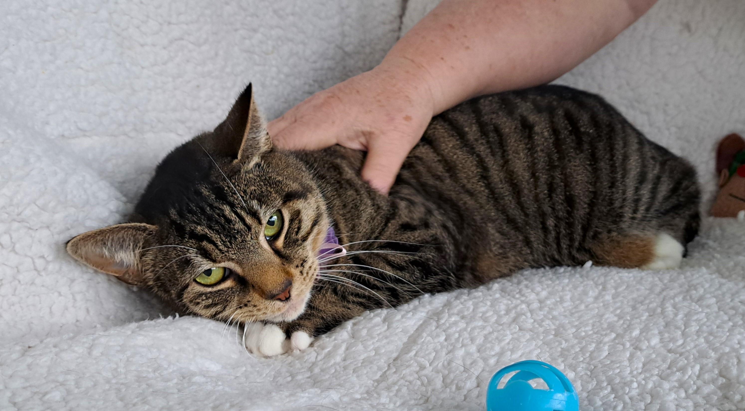 Anna, a Adoptable Tabby in Columbus , OH image 2/6