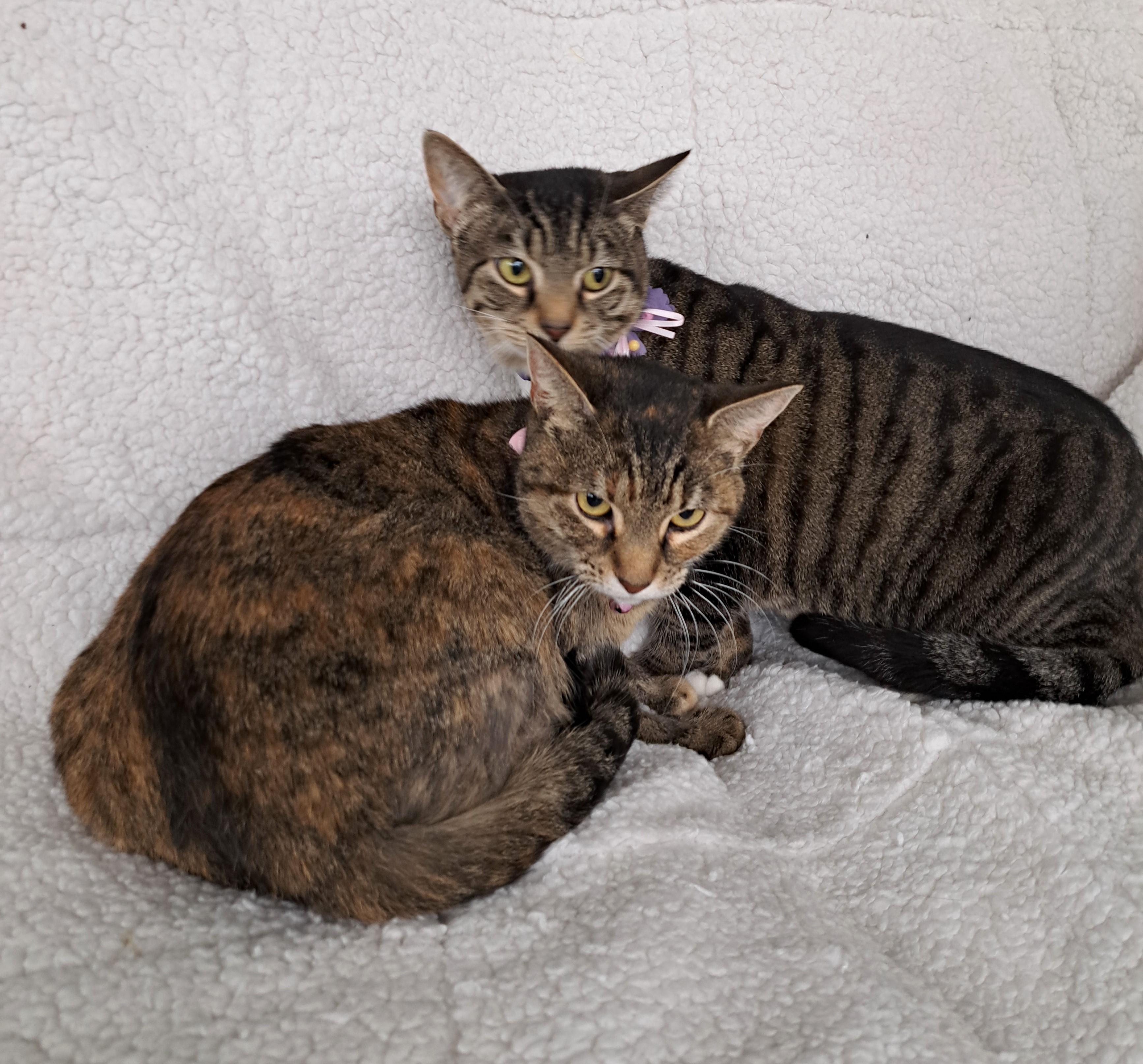 Anna, a Adoptable Tabby in Columbus , OH image 6/6