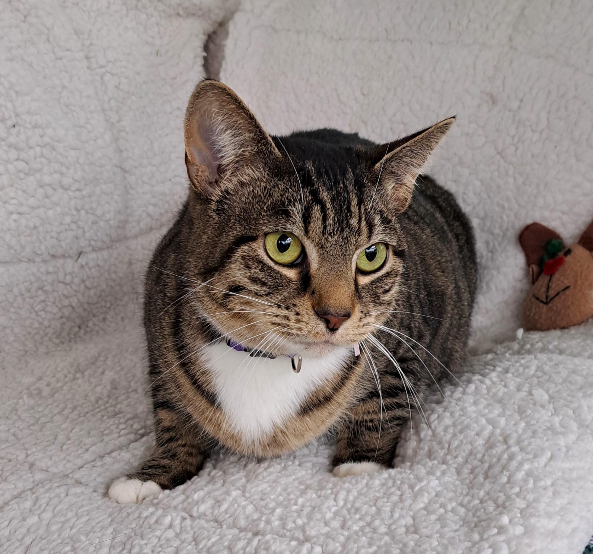 Anna, a Adoptable Tabby in Columbus , OH image 3/6