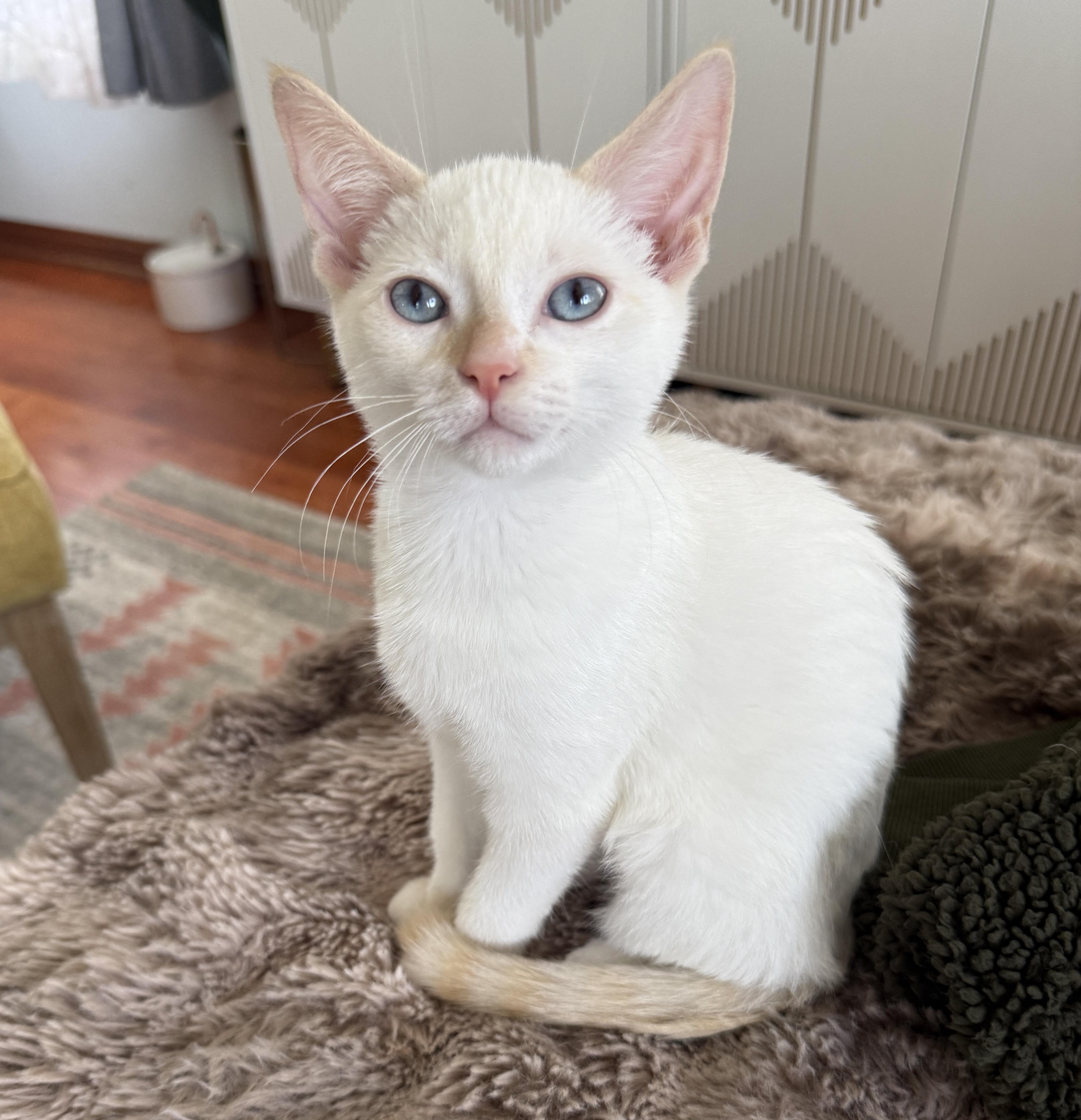 Eloise, ADOPTABLE, Kitten Female Domestic Short Hair.