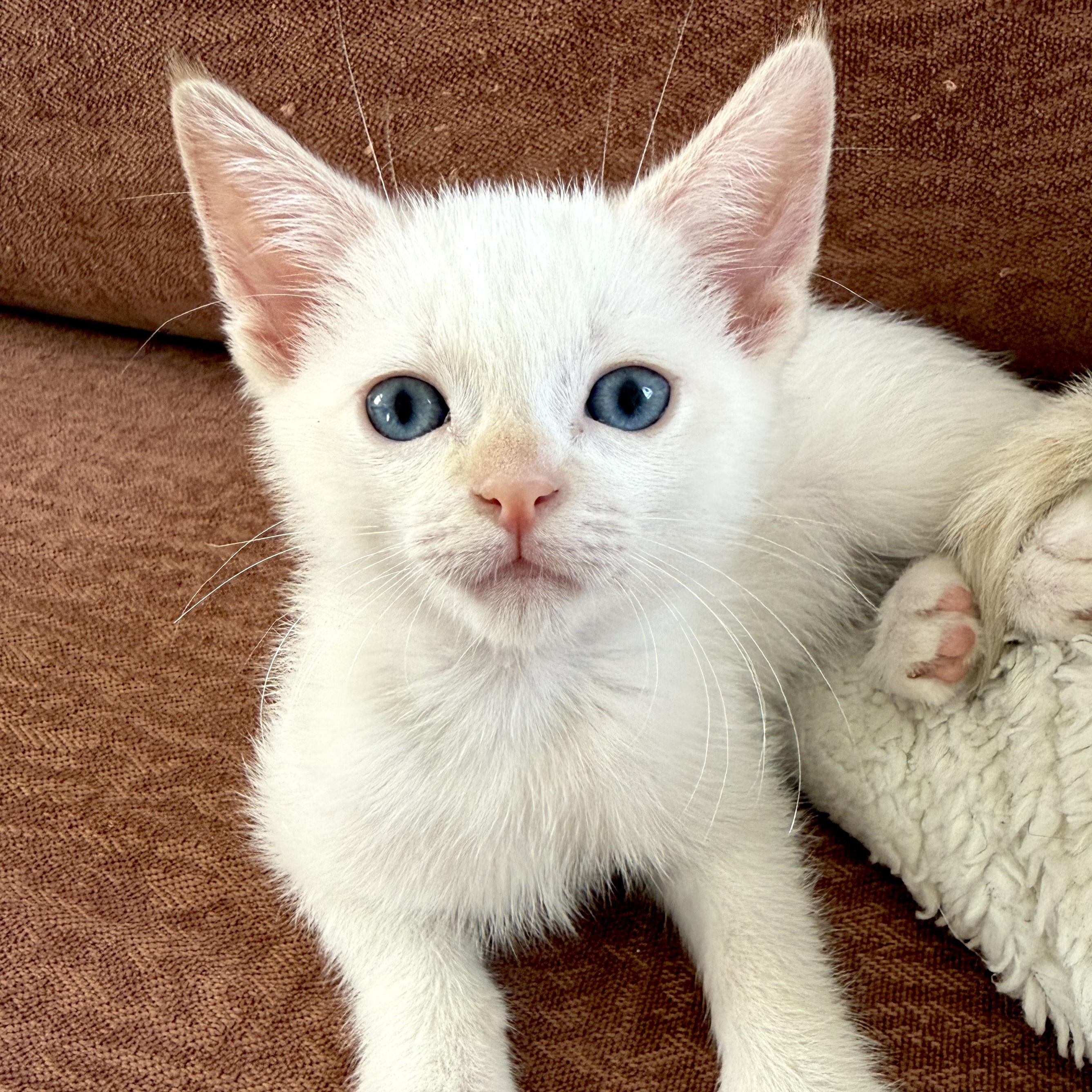 Eloise, a ADOPTABLE Domestic Short Hair in Los Angeles, CA image 1/5