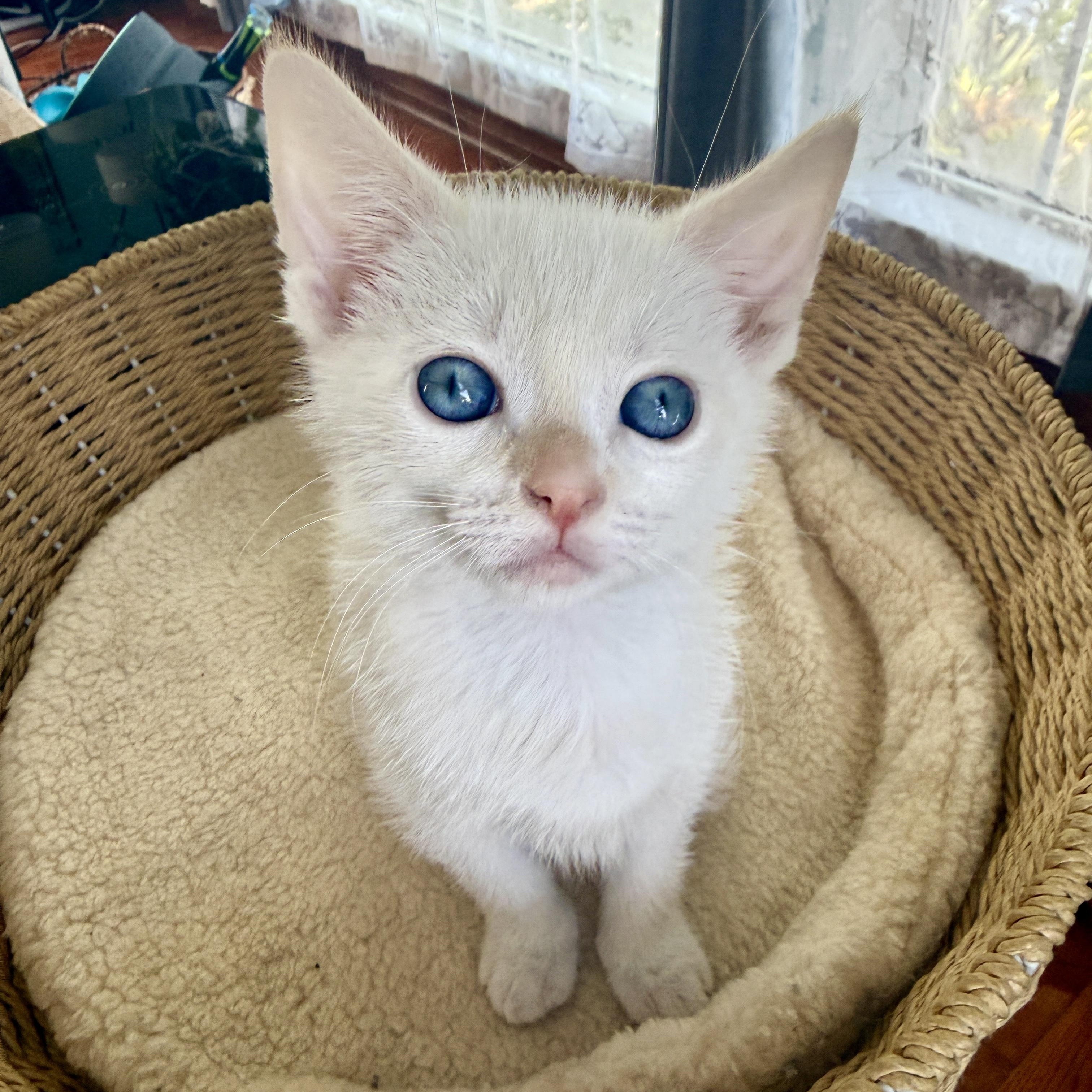Eloise, a ADOPTABLE Domestic Short Hair in Los Angeles, CA image 2/5