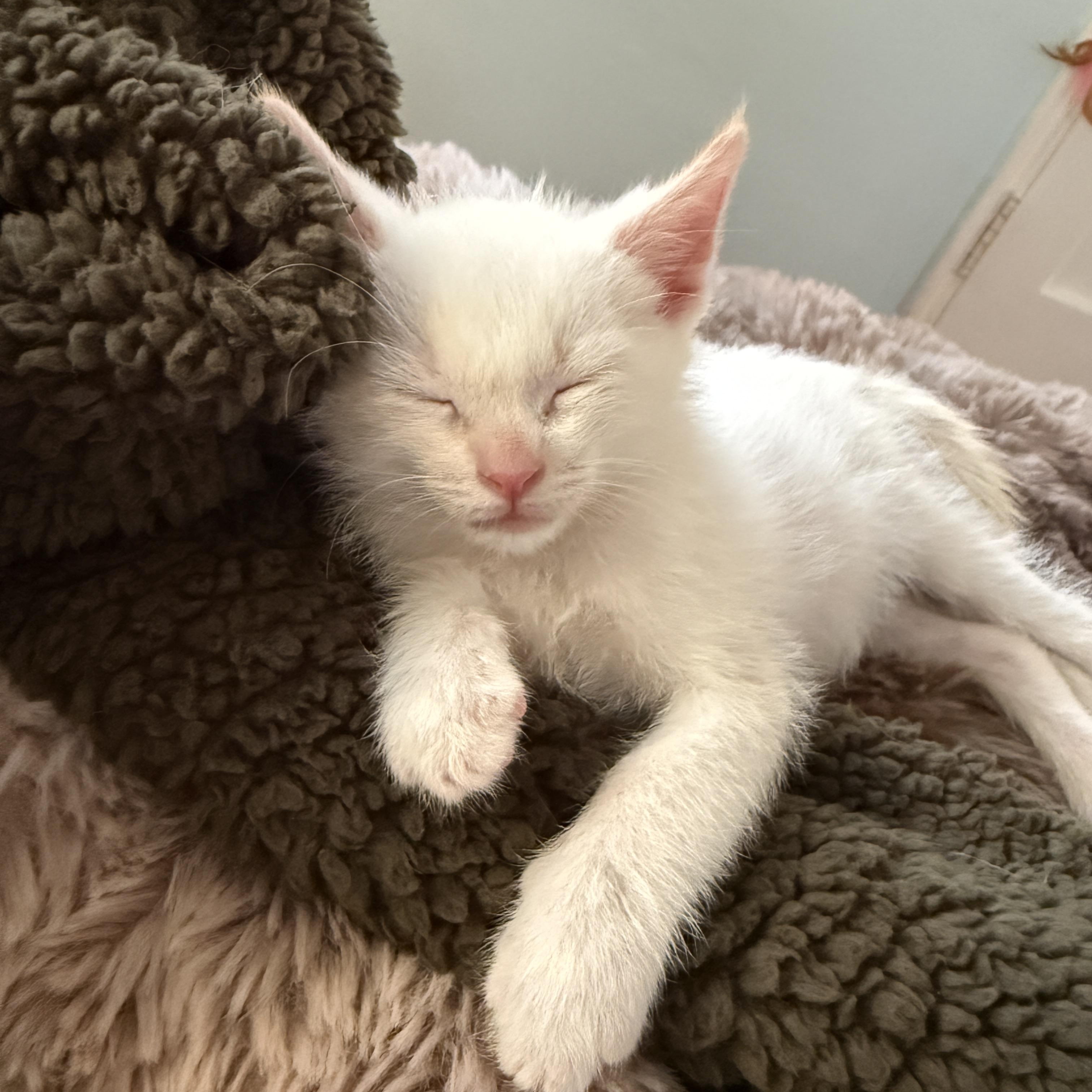 Eloise, a ADOPTABLE Domestic Short Hair in Los Angeles, CA image 5/5