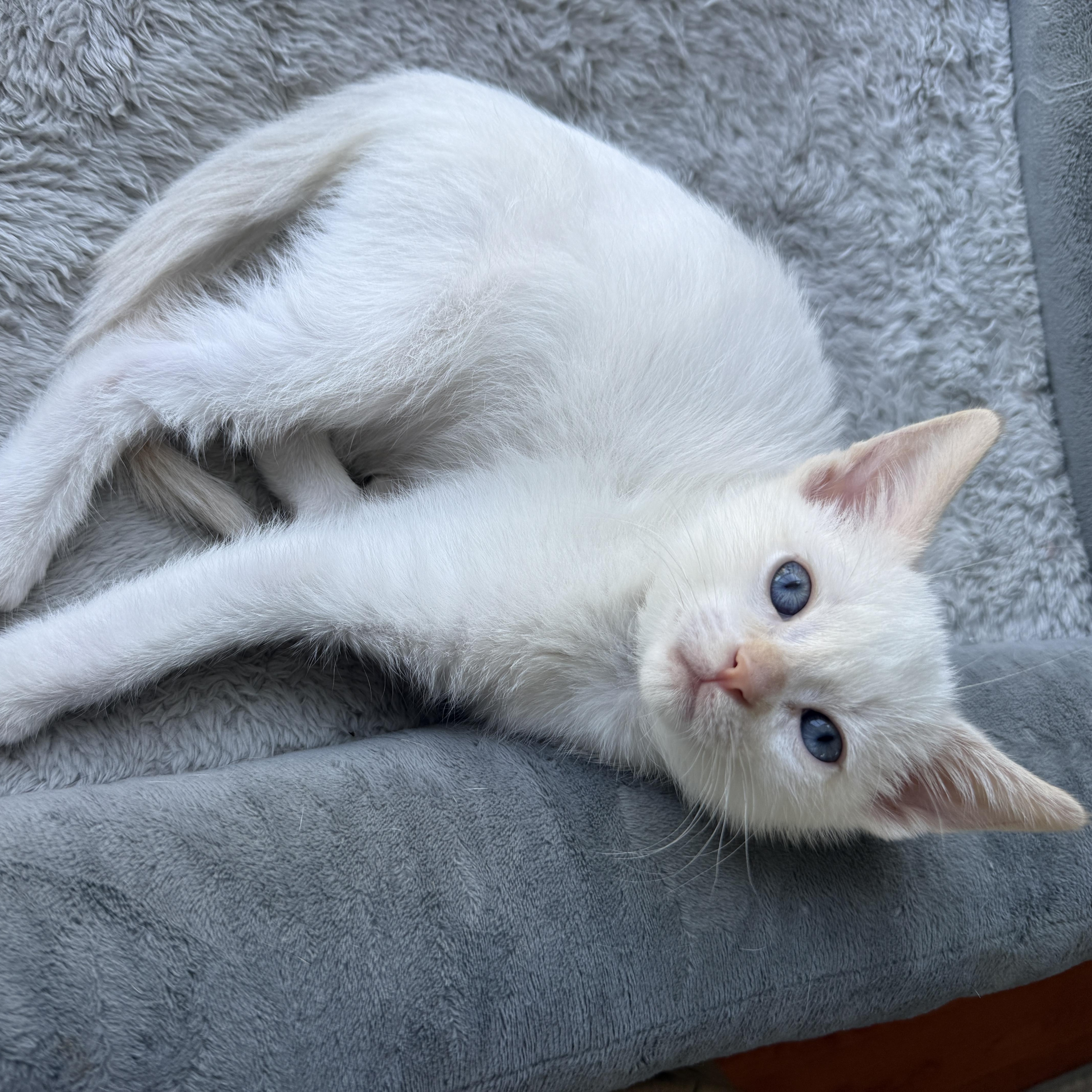 Eloise, a ADOPTABLE Domestic Short Hair in Los Angeles, CA image 3/5